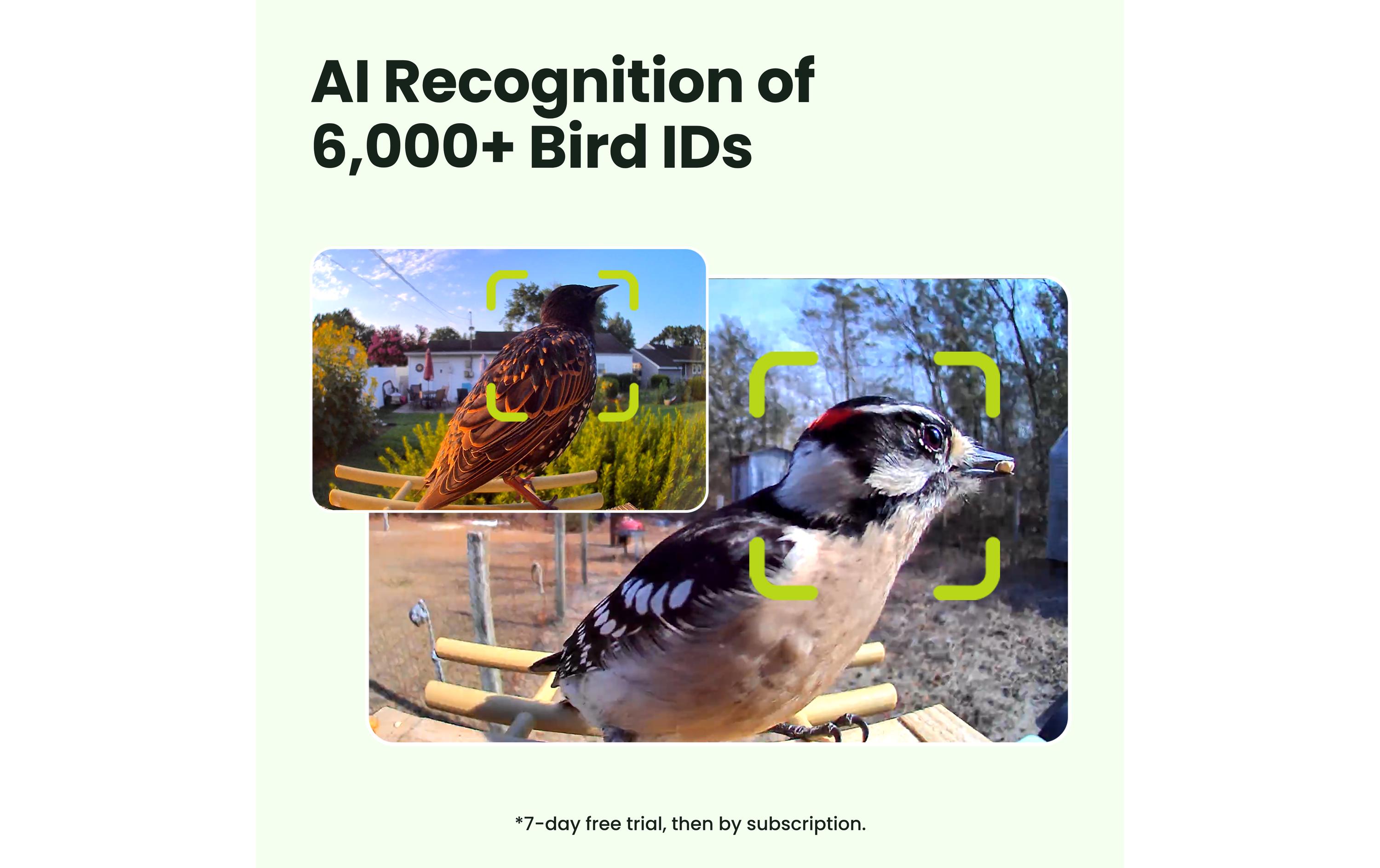 Birdfy FSC Vogelfutterhaus mit AI-Kamera