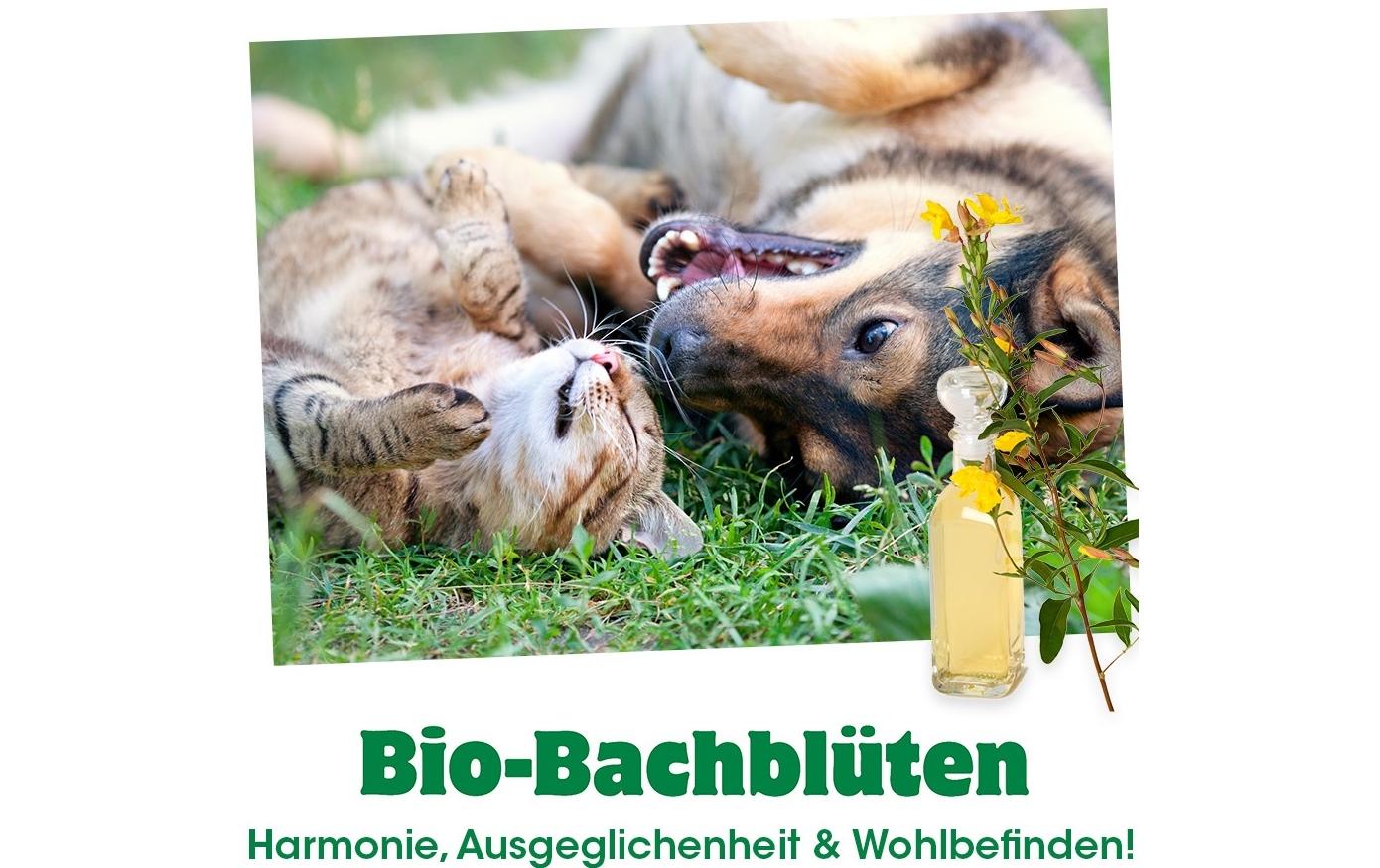 cdVet Hunde-Nahrungsergänzung Bio-Bachblüten, Verlassen, 20 ml