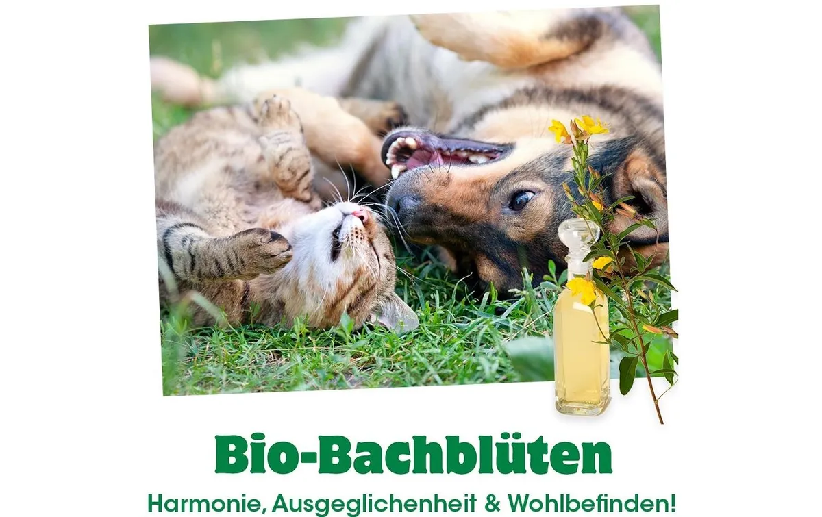 cdVet Hunde-Nahrungsergänzung Bio-Bachblüten, Stress, 20 ml cdVet Hunde-Nahrungsergänzung Bio-Bachblüten, Stress, 20 ml