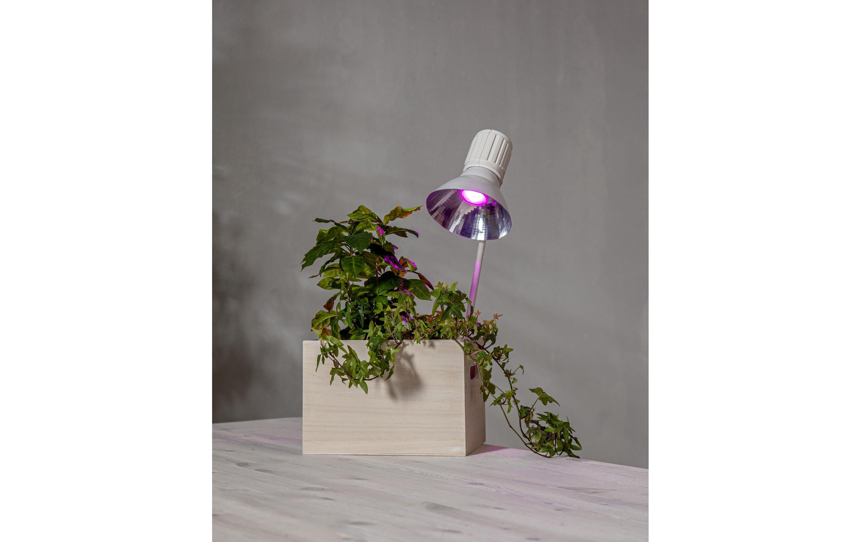 Star Trading Leuchtmittel LED Pflanzen GU10, 3.5 W, 42 lm