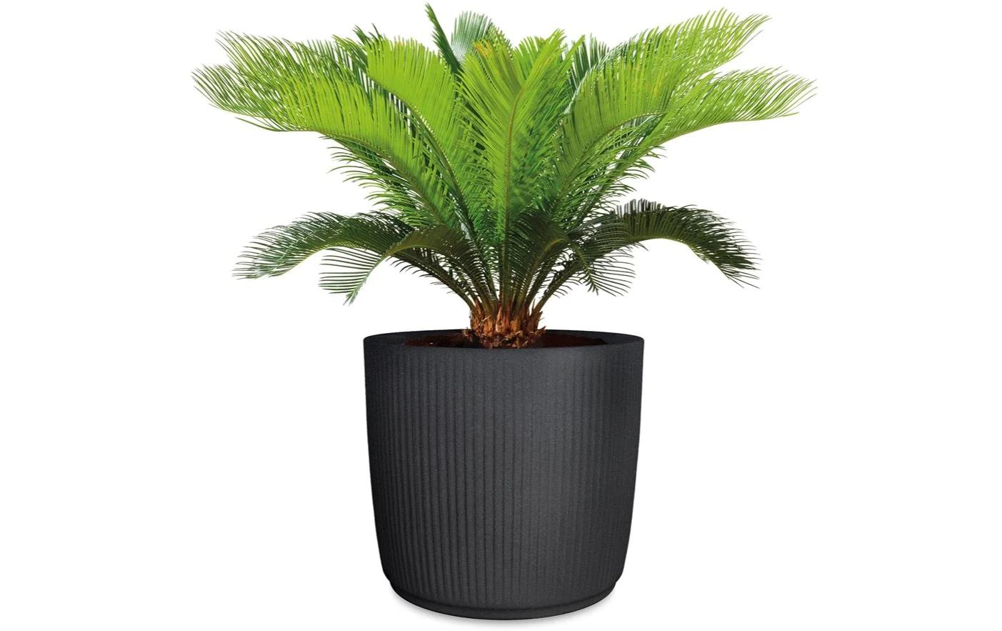 scheurich Linetto 40/259 Granit