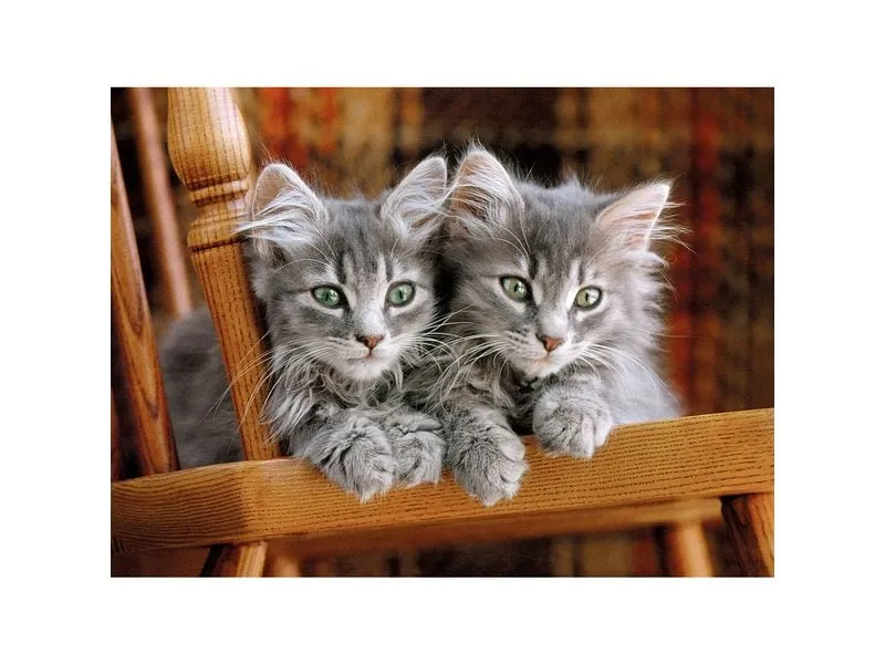 Clementoni Puzzle Katzen Clementoni Puzzle Katzen