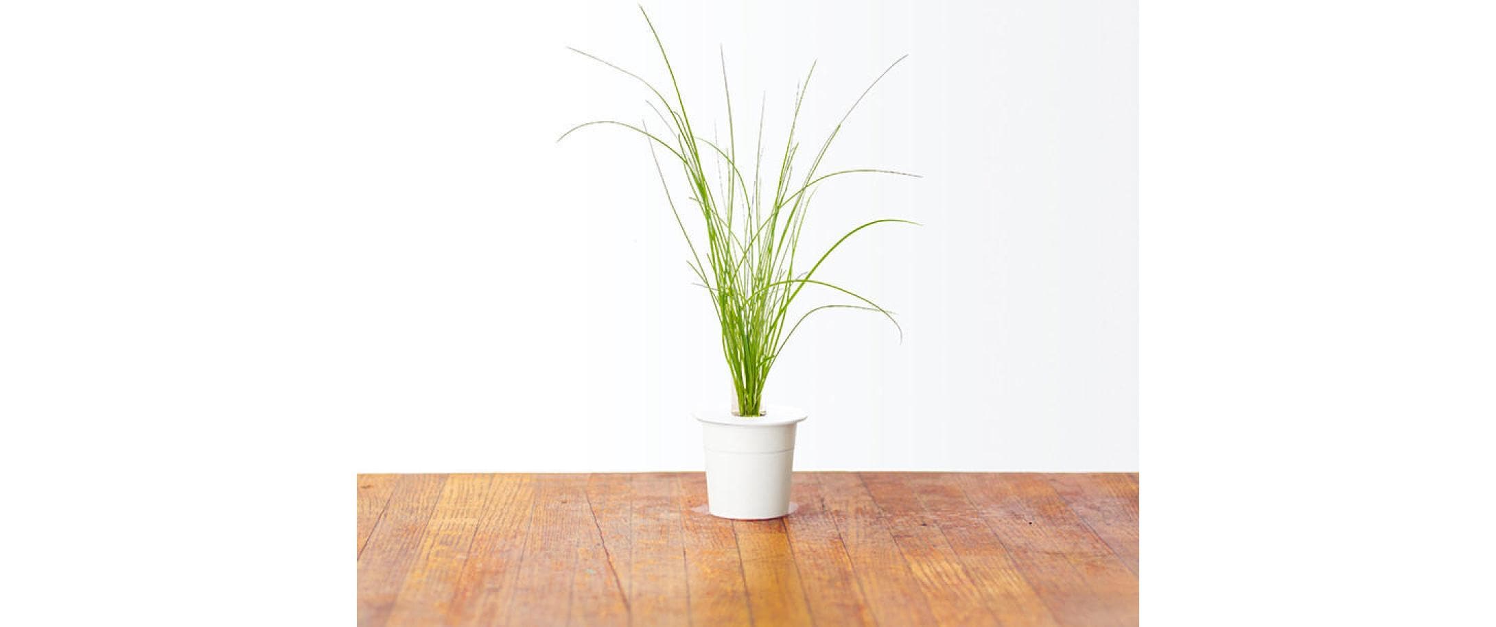 Click and Grow Samen Schnittlauch Click and Grow Samen Schnittlauch