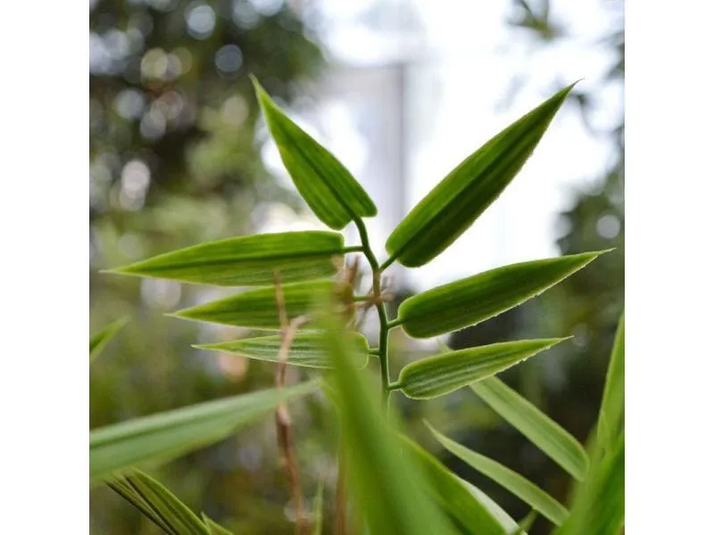 Botanic-Haus Kunstpflanze Bambus Japanisch, 60 cm, UV-Beständig