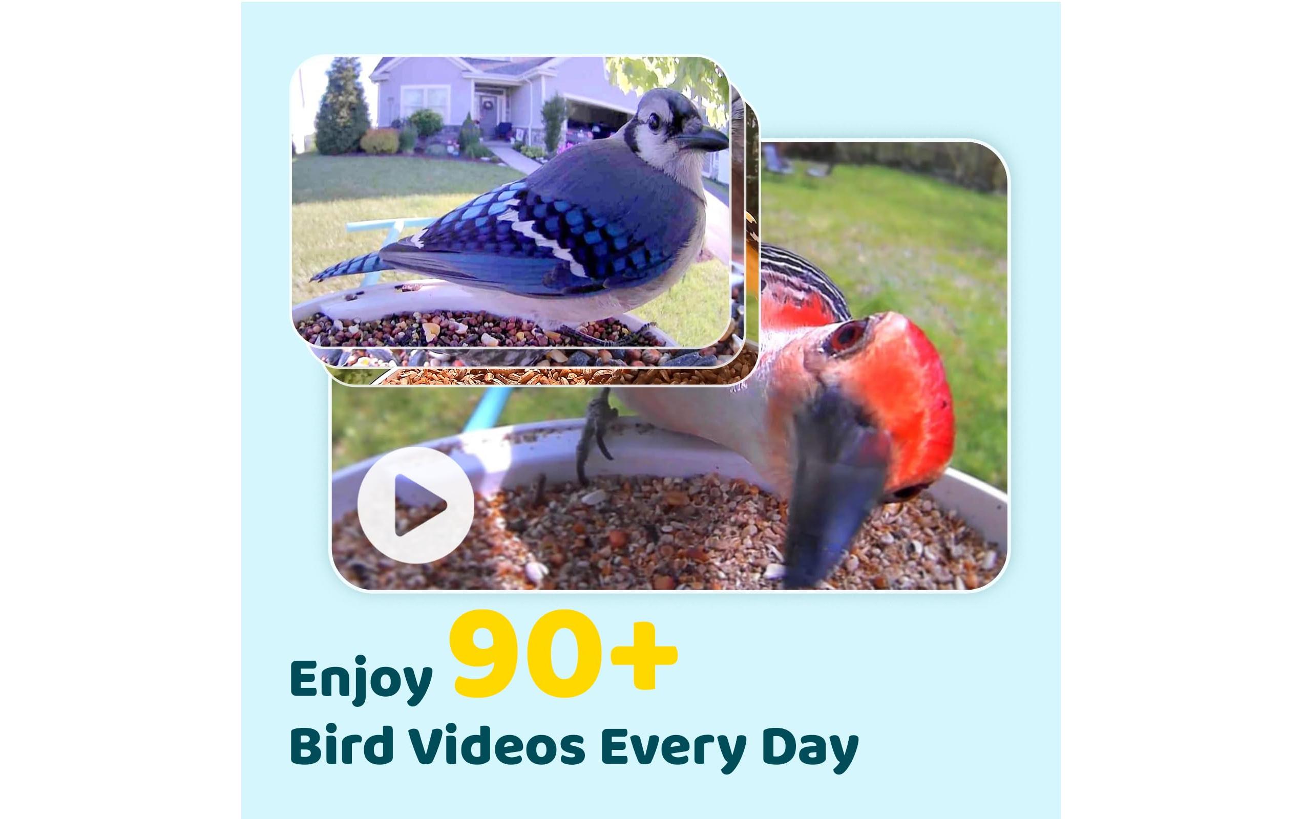 Birdfy Futterspender Basic Solar