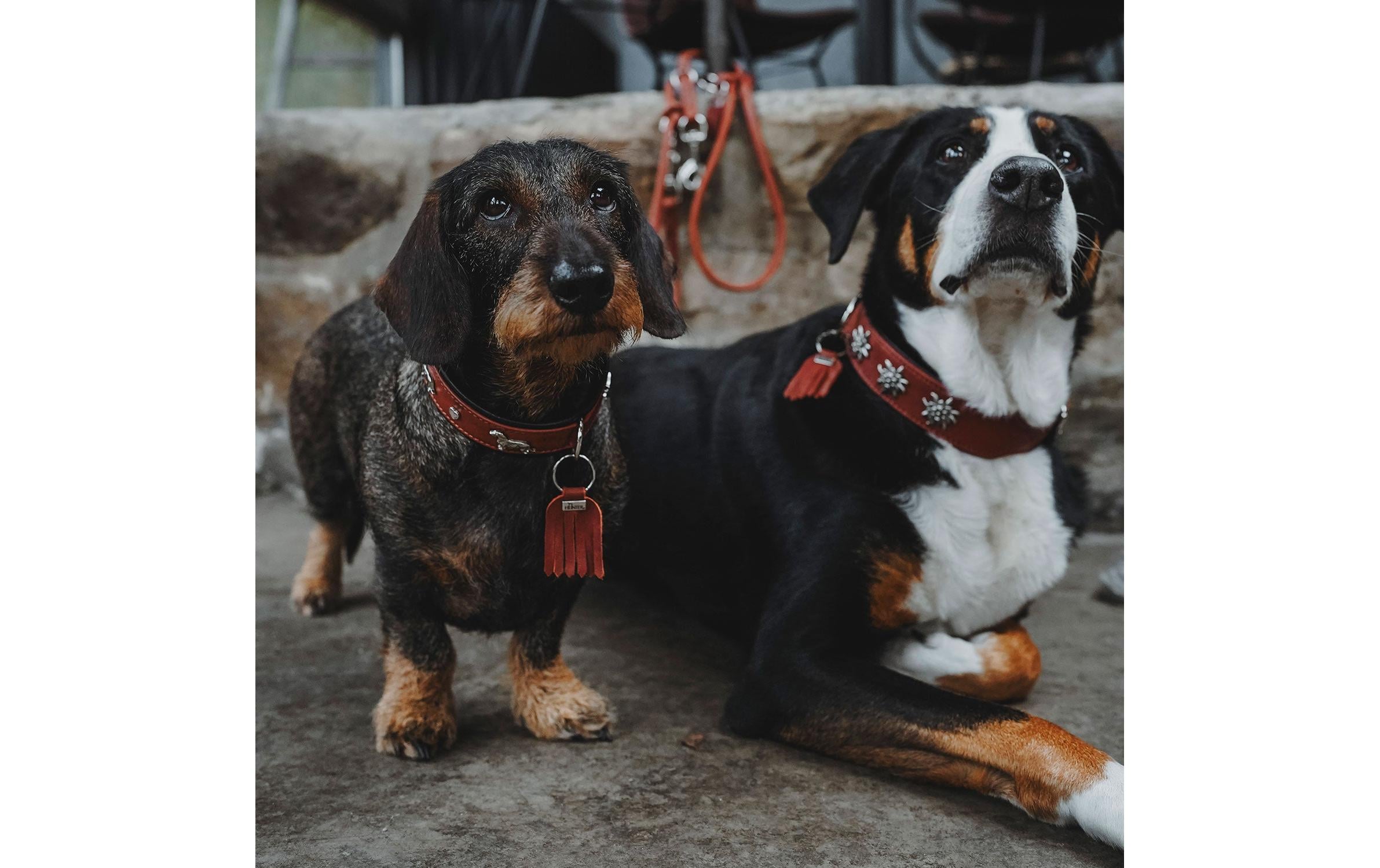 Hunter Halsband München 65/L, Rindsleder, Cognac/Schwarz