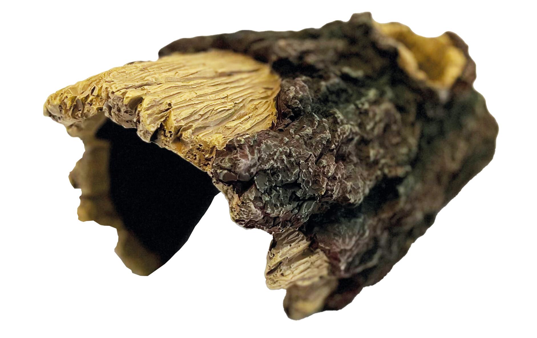 Repto Versteck Deco Wood Home M Repto Versteck Deco Wood Home M