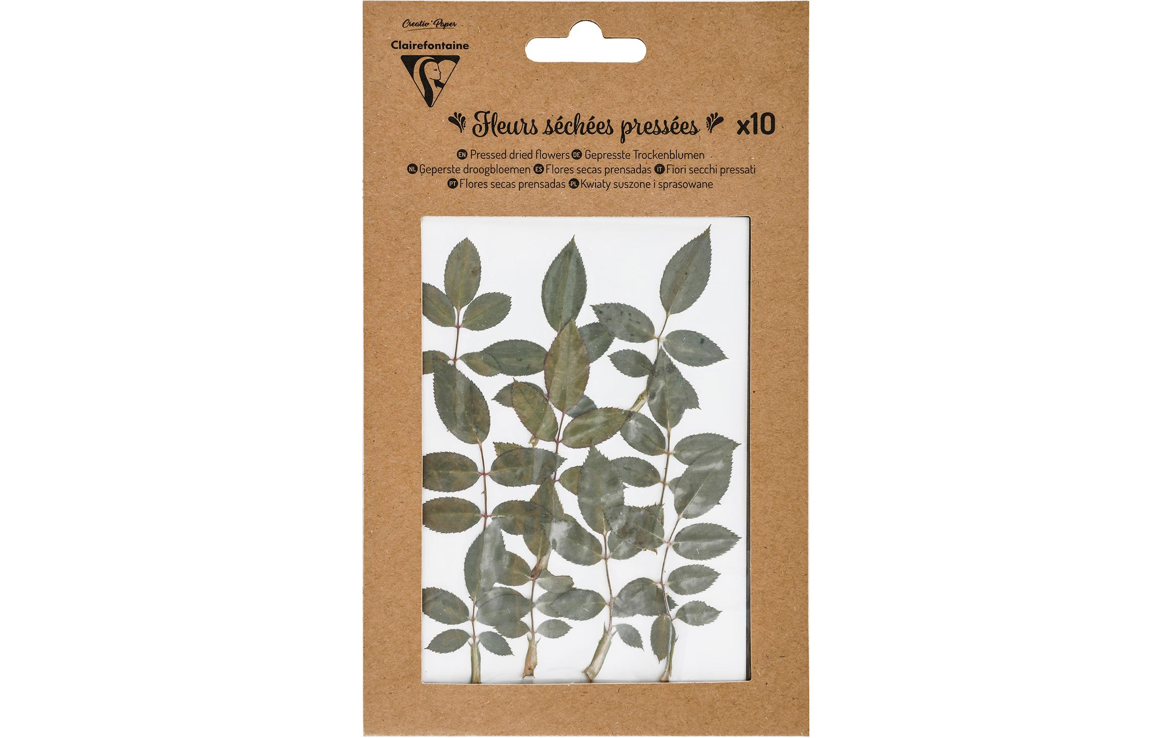 Clairefontaine Trockenblumen Blätter Clairefontaine Trockenblumen Blätter