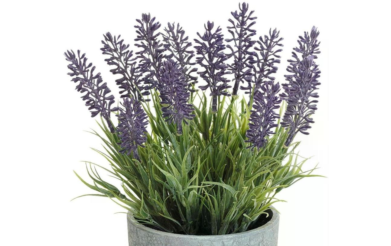 Botanic-Haus Kunstpflanze Lavendel im Topf 22 cm