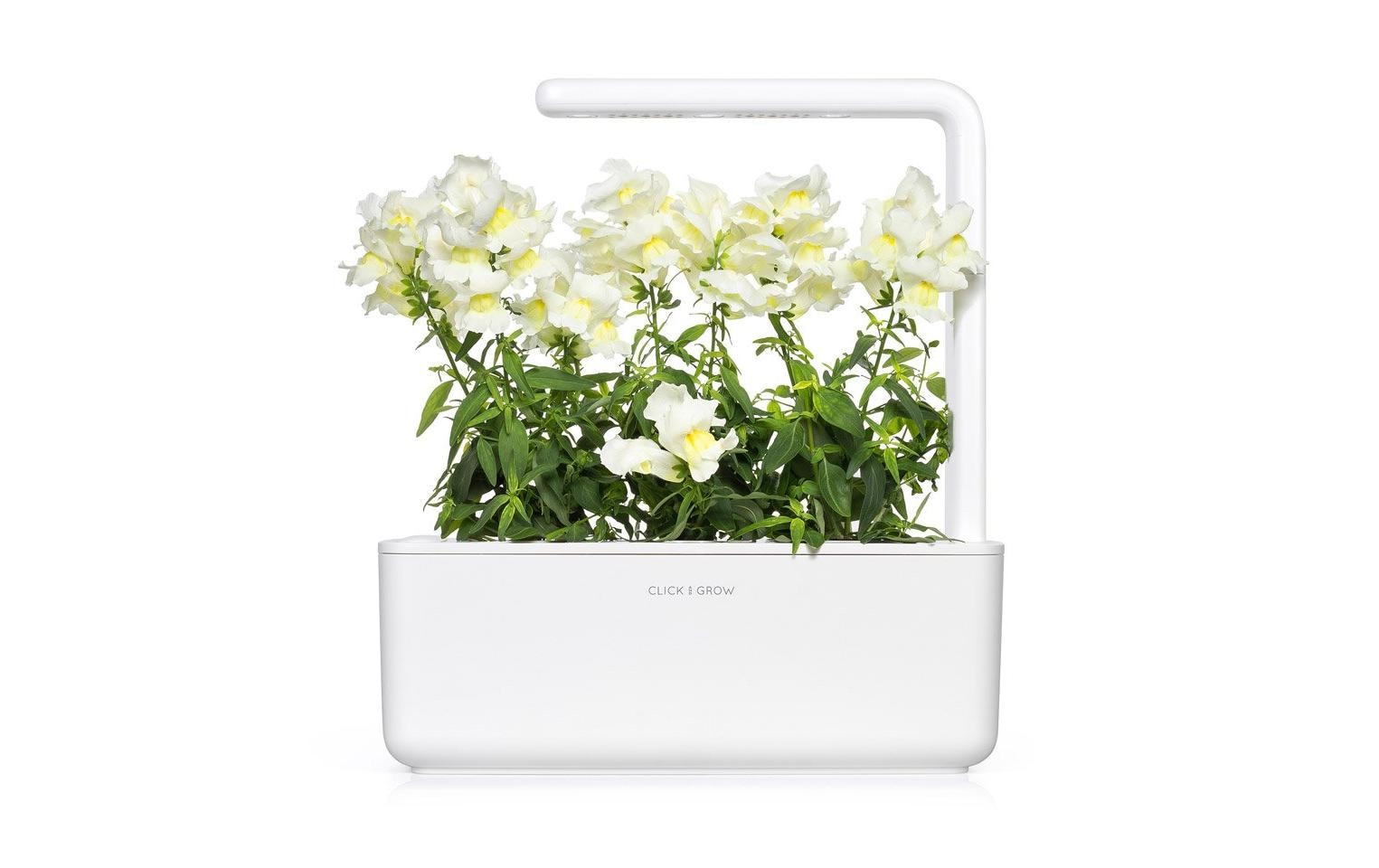 Click and Grow Saatgut Weisses Löwenmäulchen 3er-Pack