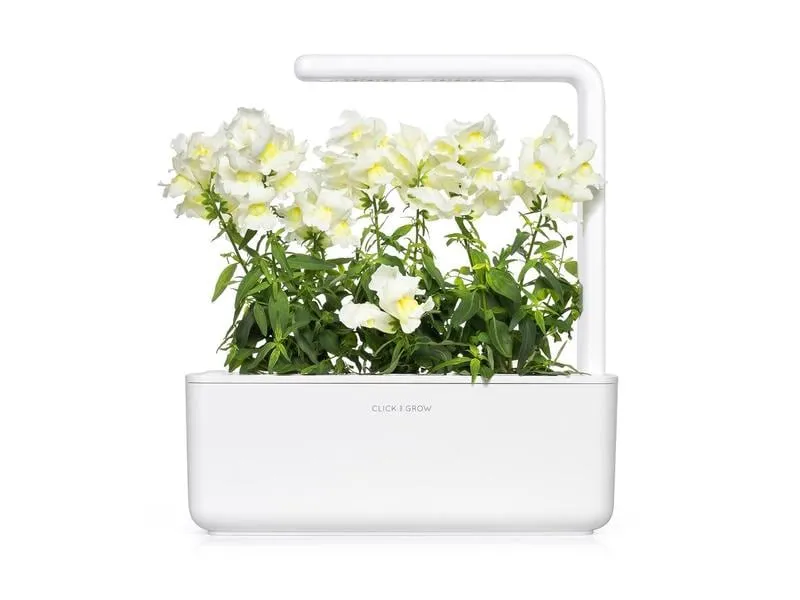 Click and Grow Saatgut Weisses Löwenmäulchen 3er-Pack