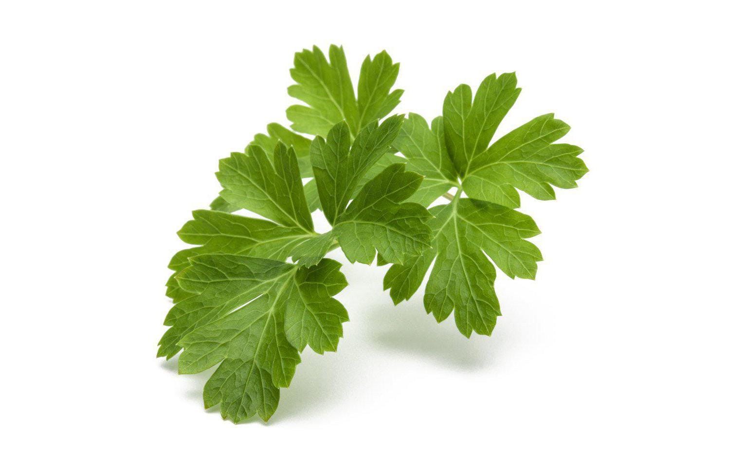 Click and Grow Samen Glatte Petersilie Click and Grow Samen Glatte Petersilie