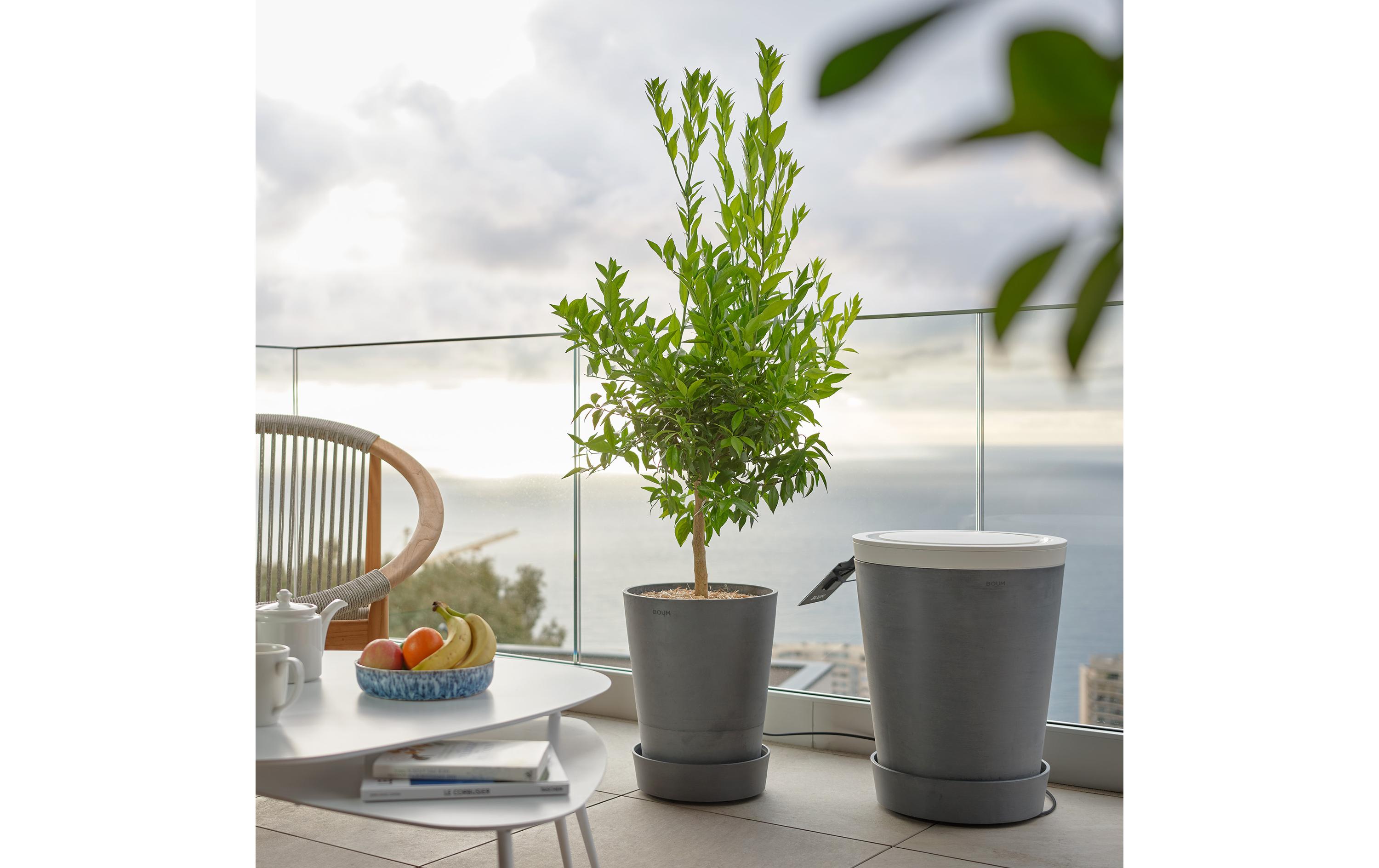 Boum 3 Starter Set Braun Boum 3 Starter Set Braun