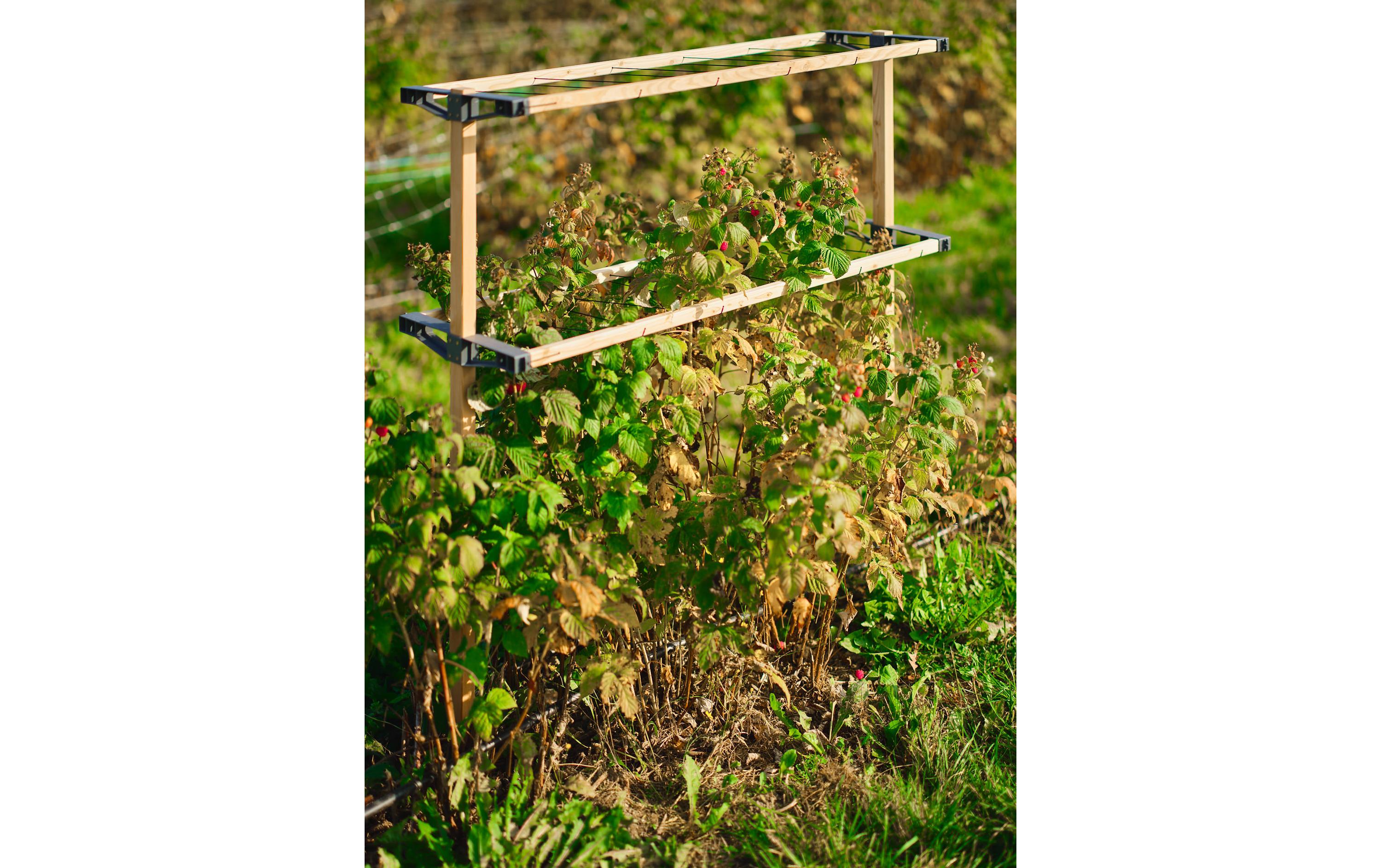 Gusta Garden BERRY BUDDY modulare Beerenrankhilfe Braun Gusta Garden BERRY BUDDY modulare Beerenrankhilfe Braun