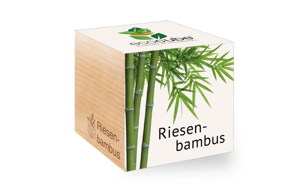 Feel Green Ecocube Riesenbambus Feel Green Ecocube Riesenbambus