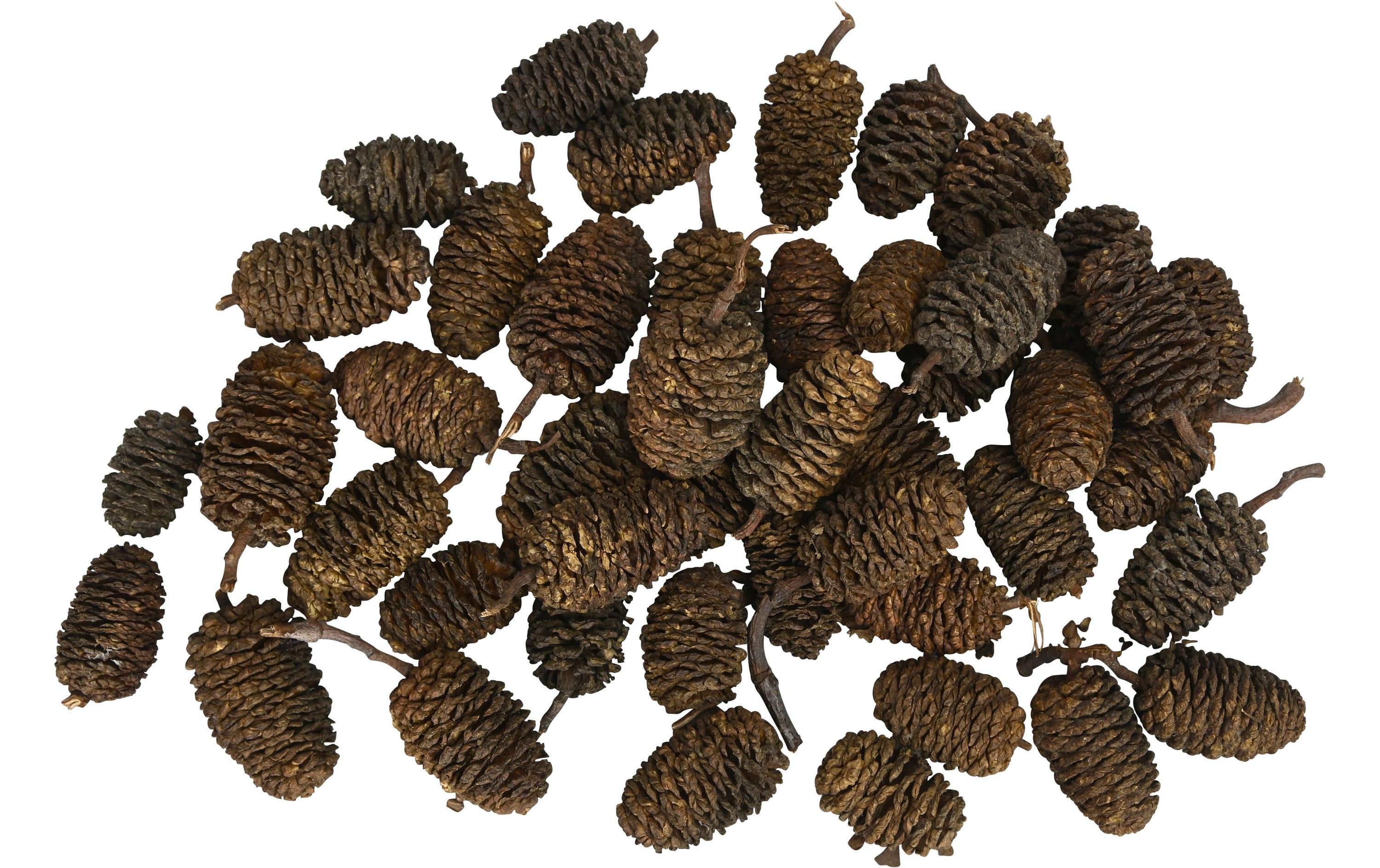 COCON Streudeko Erlenzapfen Natur COCON Streudeko Erlenzapfen Natur