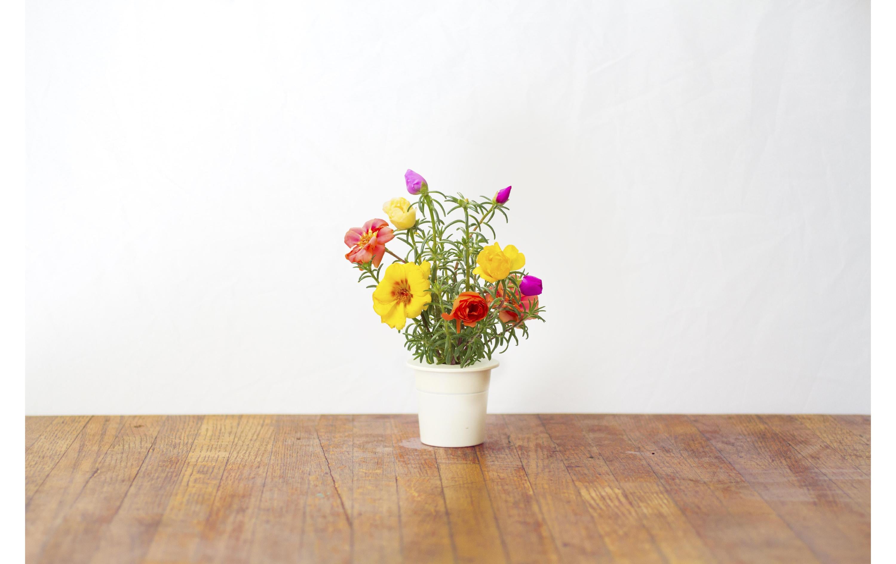 Click and Grow Saatgut Portulakröschen