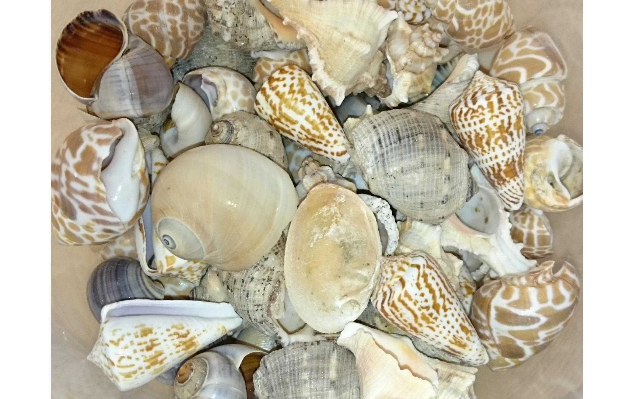 Ambiance Muscheln, 600 ml Nature Ambiance Muscheln, 600 ml Nature