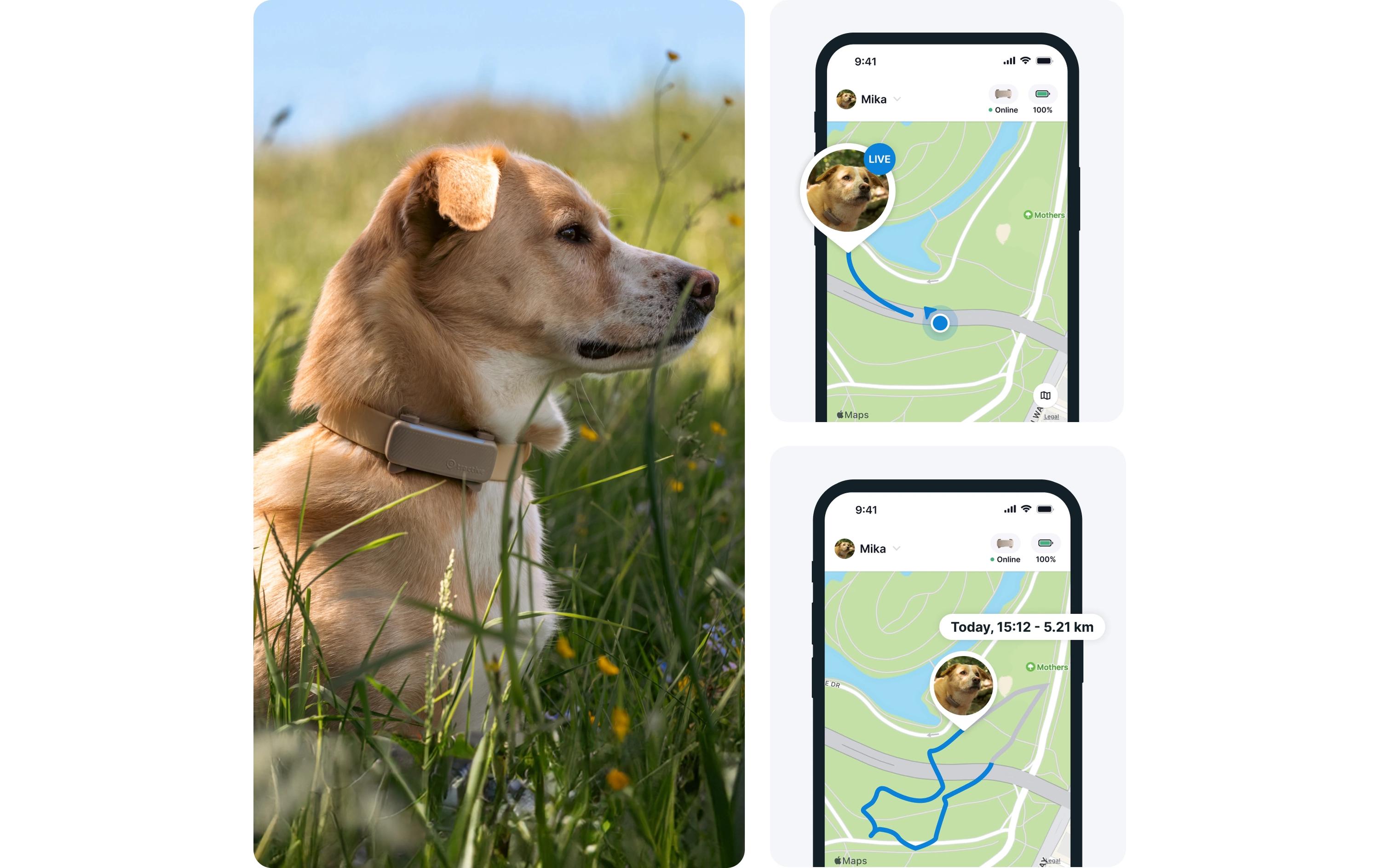tractive GPS-Tracker DOG 6 Braun