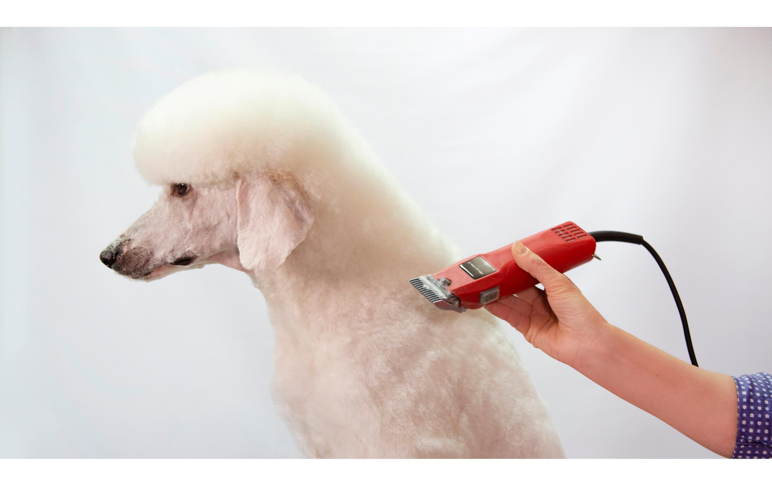 Aesculap Fellschere Favorita II, GT104