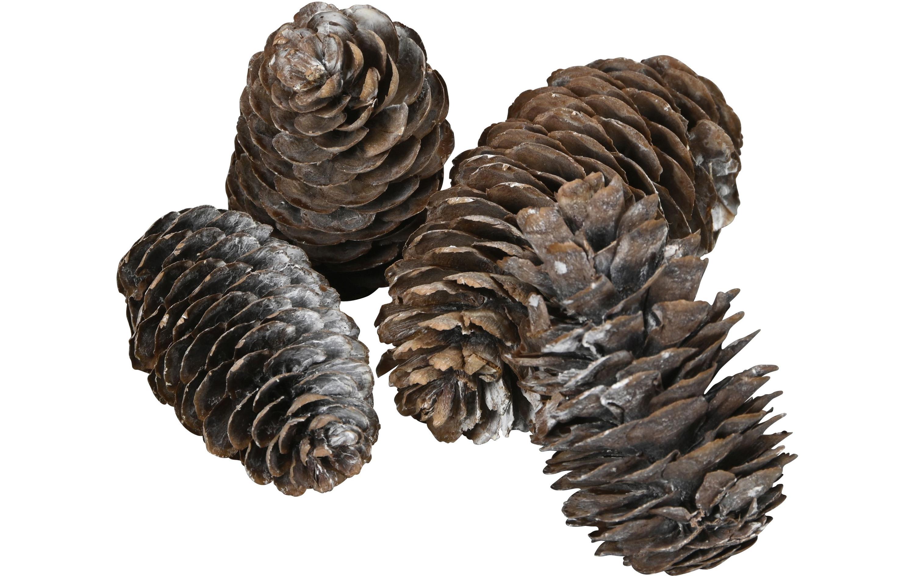 COCON Streudeko Kieferzapfen gross, Weiss COCON Streudeko Kieferzapfen gross, Weiss