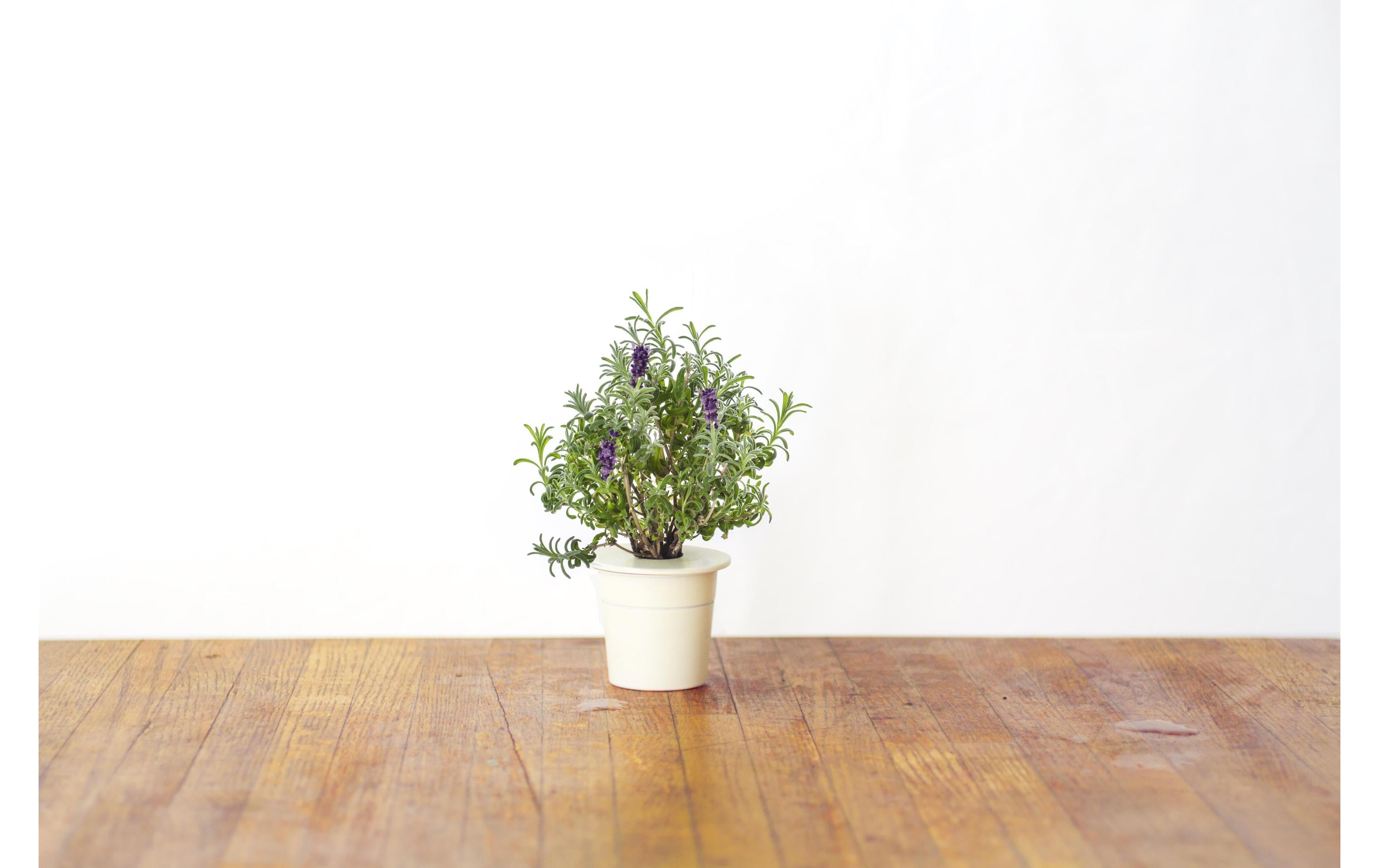 Click and Grow Saatgut Lavendel