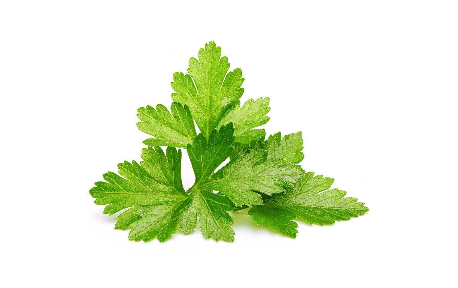 Click and Grow Samen Koriander Nachfüllpackung 3er-Set Click and Grow Samen Koriander Nachfüllpackung 3er-Set