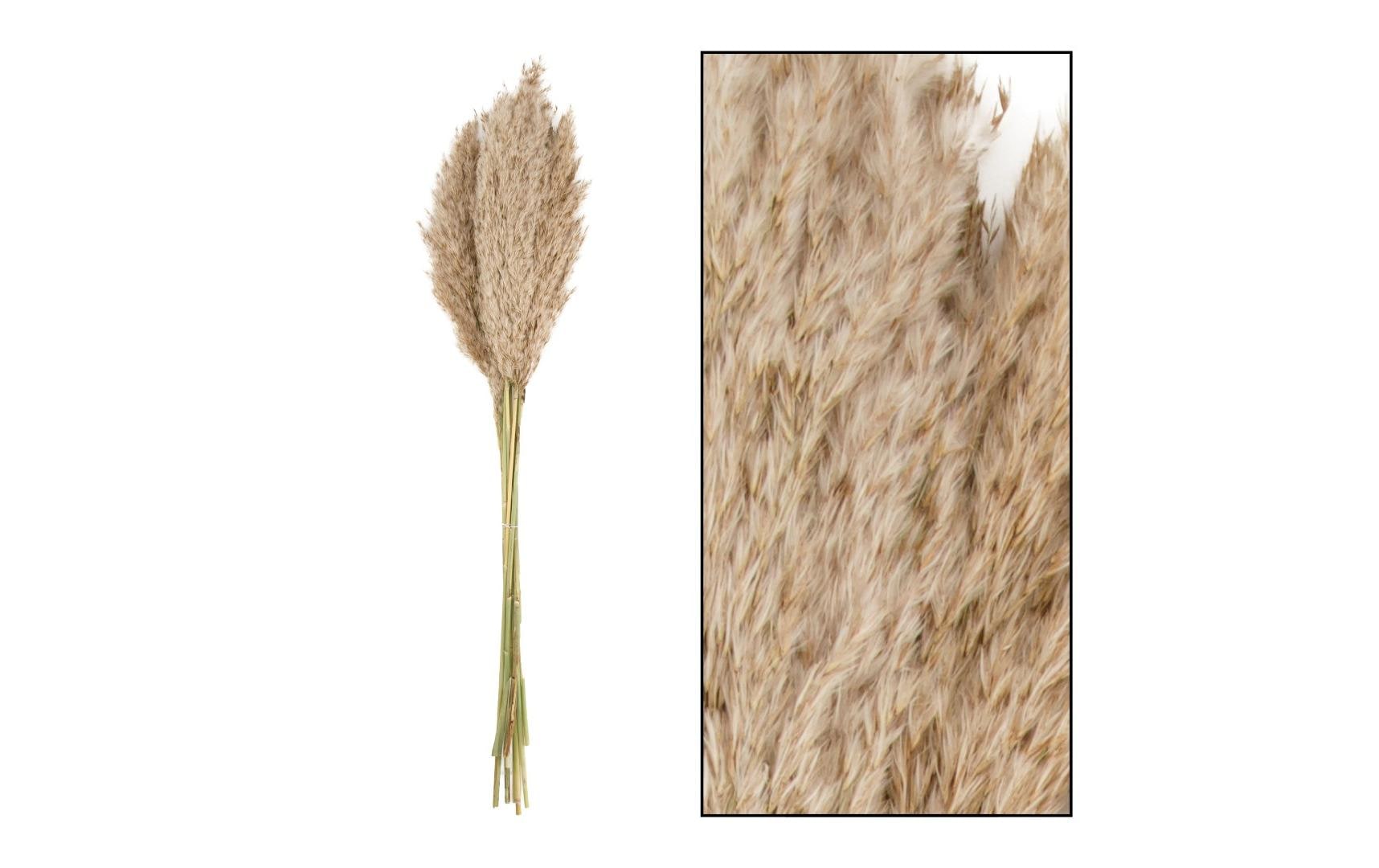 CHALET Trockenblumen Schilfrohrfeder 10 Stück, Nature CHALET Trockenblumen Schilfrohrfeder 10 Stück, Nature