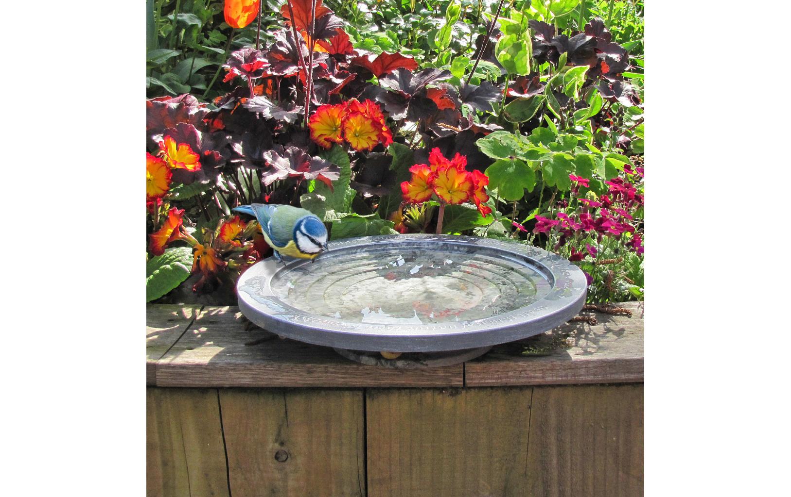 Wildlife World Vogeltränke Oasis 30 x 30 x 5.5 cm