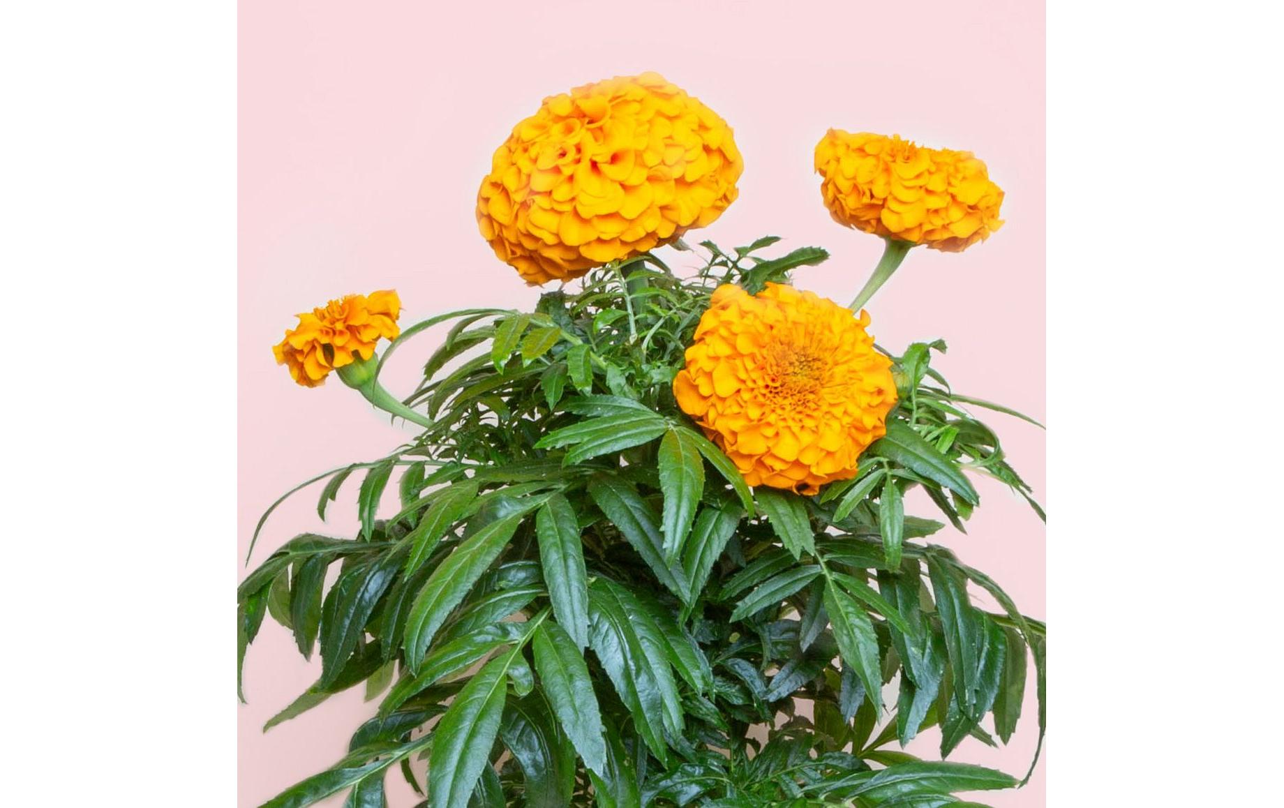 Prêt à Pousser Samen Indische Rose Prêt à Pousser Samen Indische Rose