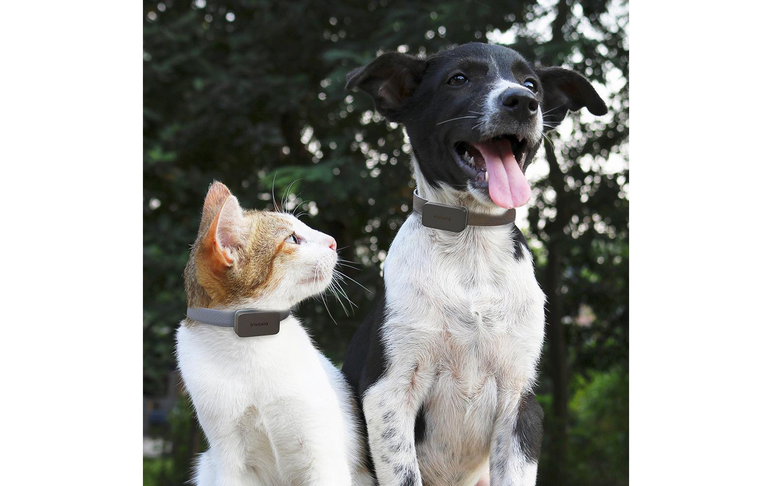 Invoxia GPS-Tracker für Katzen und Hunde