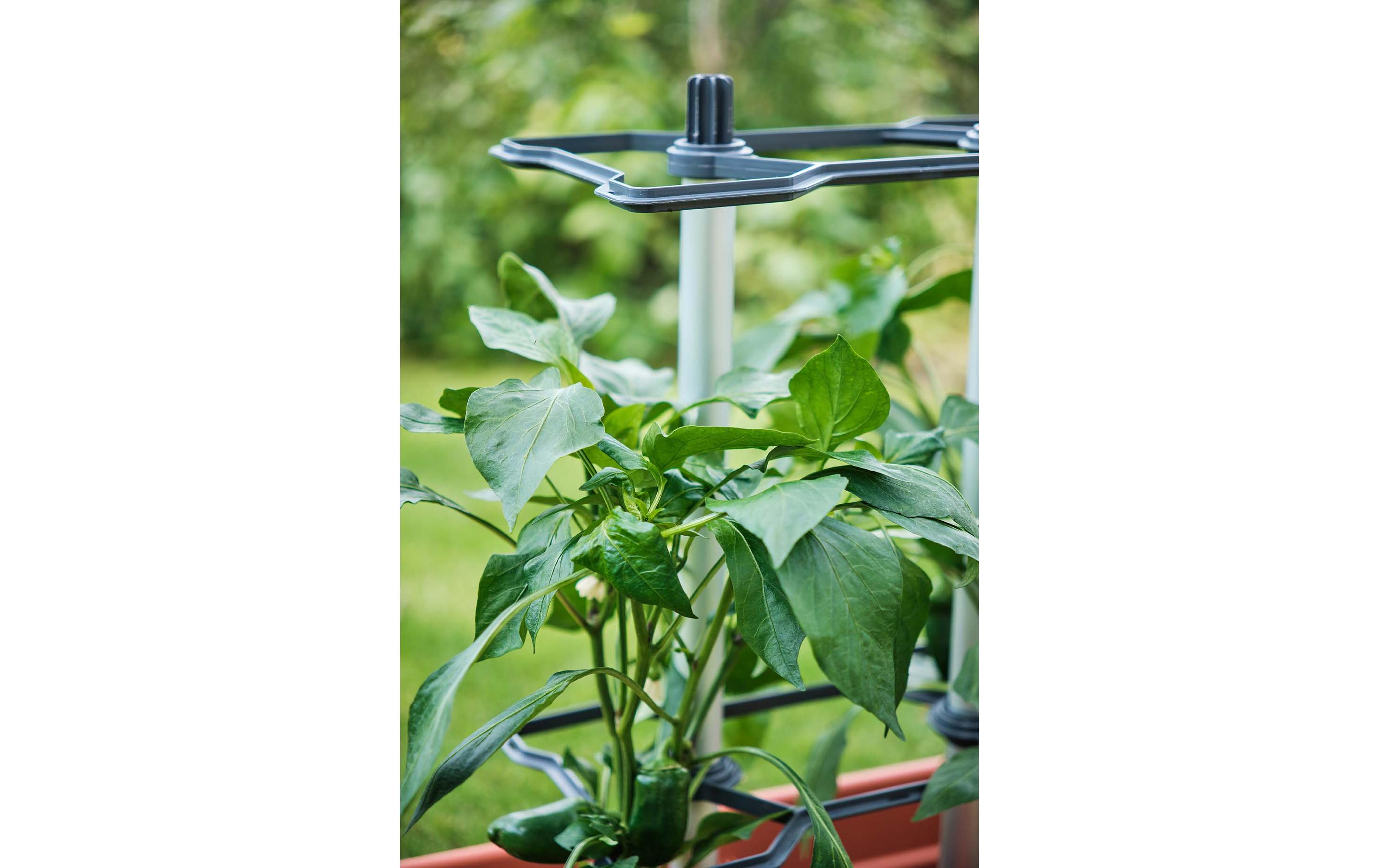 Gusta Garden CHILI BUDDY Rankhilfe für Chilis & Paprika im 3er Set Silber