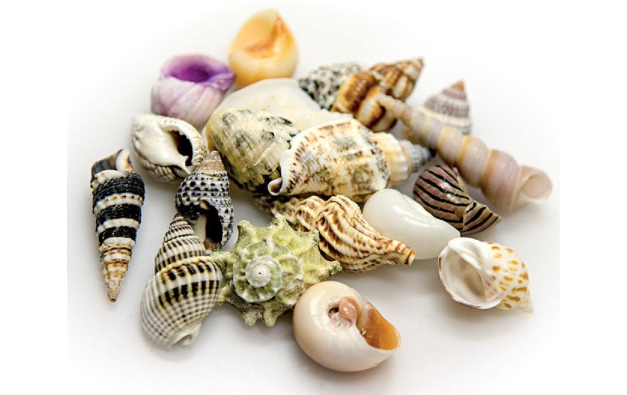 Hobby Aquaristik Dekoration Sea Shells Set, L, 5 Stück