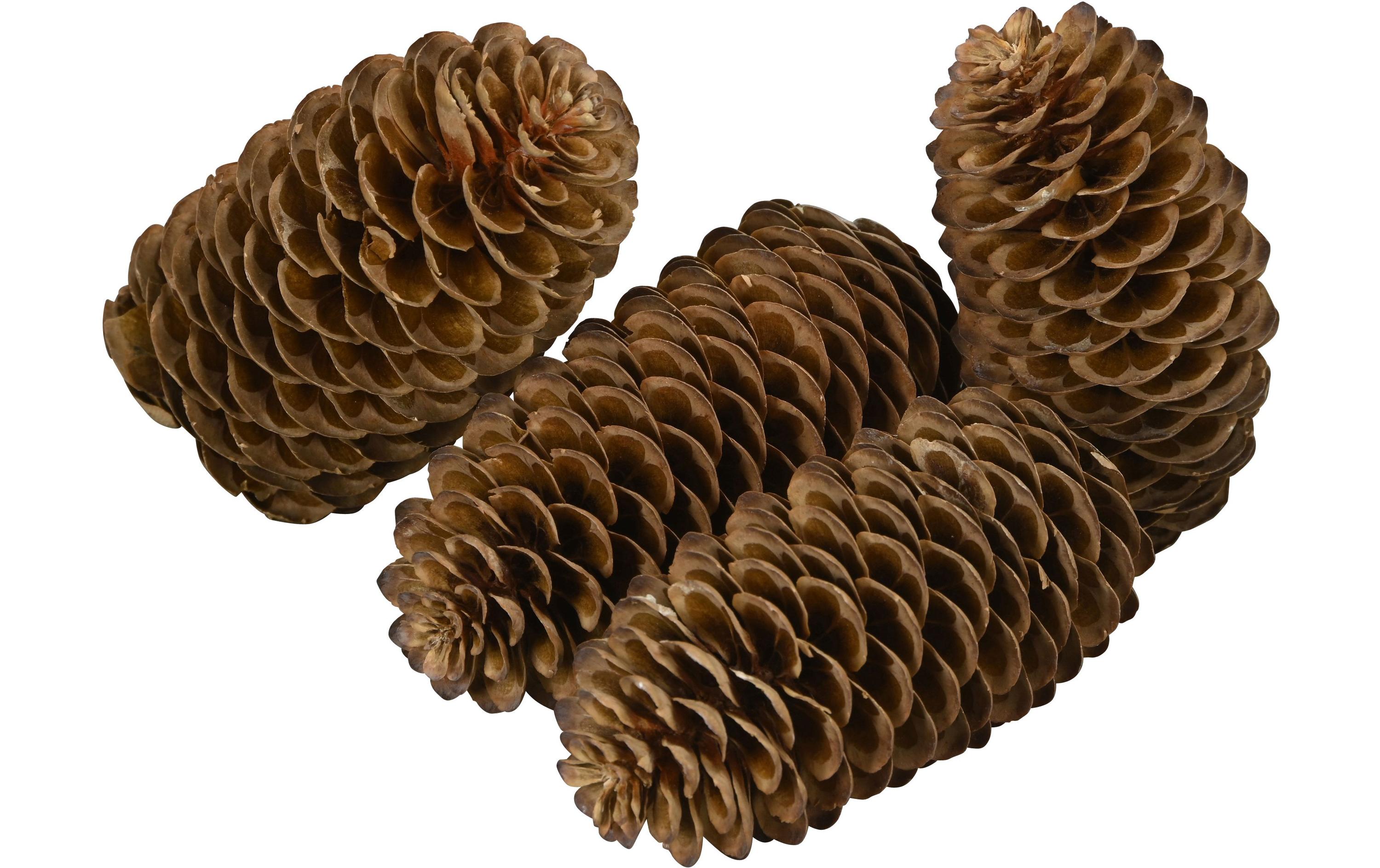 COCON Streudeko Kieferzapfen gross, Braun COCON Streudeko Kieferzapfen gross, Braun