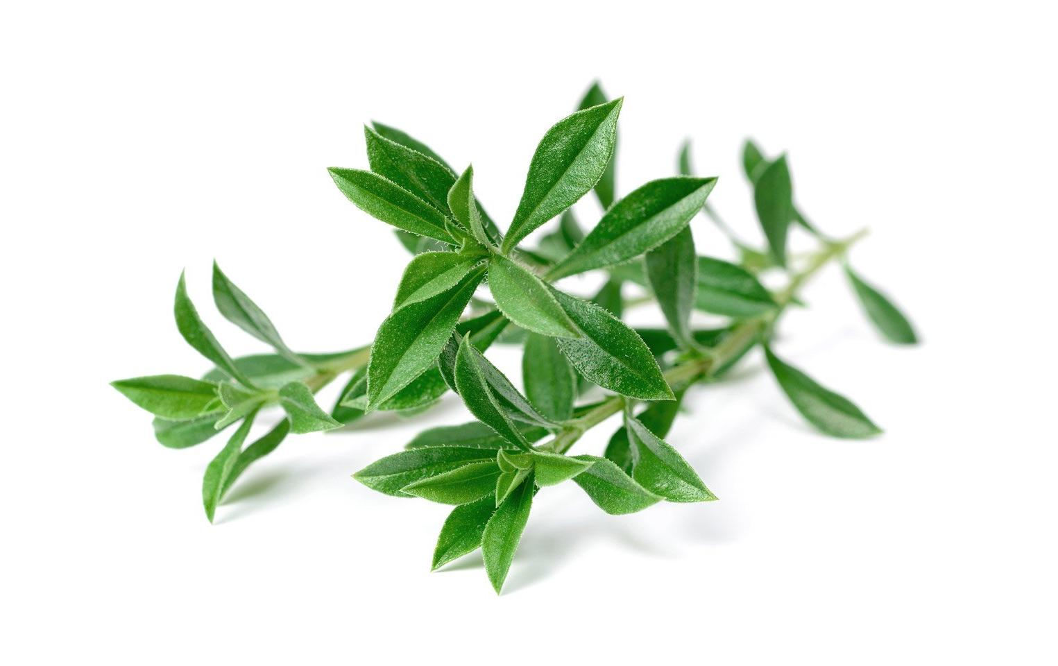 Click and Grow Samen Bergbohnenkraut, 3er-Pack Click and Grow Samen Bergbohnenkraut, 3er-Pack