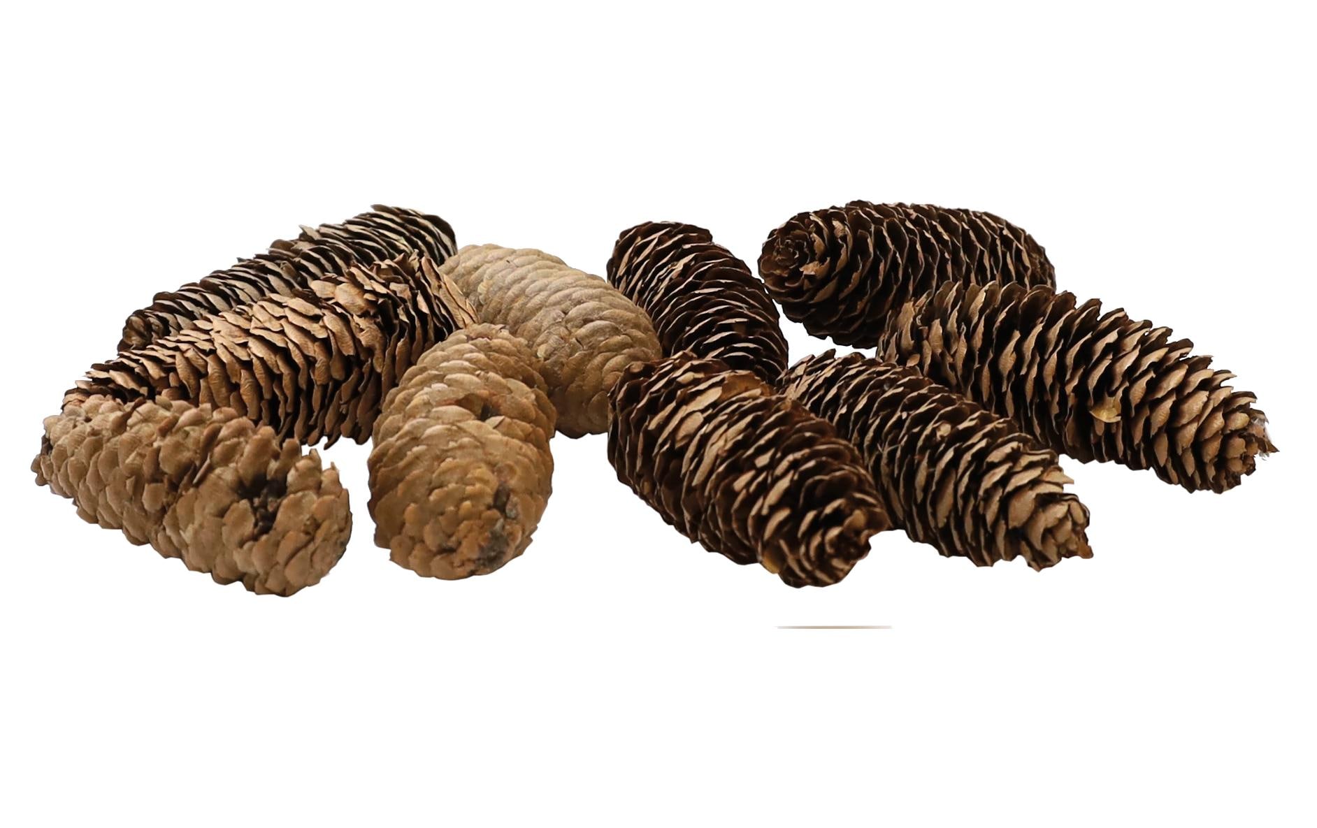 Dekomat AG Tannenzapfen echt ca. 8-9 cm, 12 Stück Dekomat AG Tannenzapfen echt ca. 8-9 cm, 12 Stück