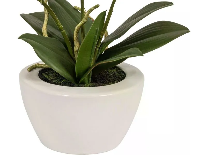Botanic-Haus Kunstpflanze Phaleanopsis im Topf 67 cm Botanic-Haus Kunstpflanze Phaleanopsis im Topf 67 cm
