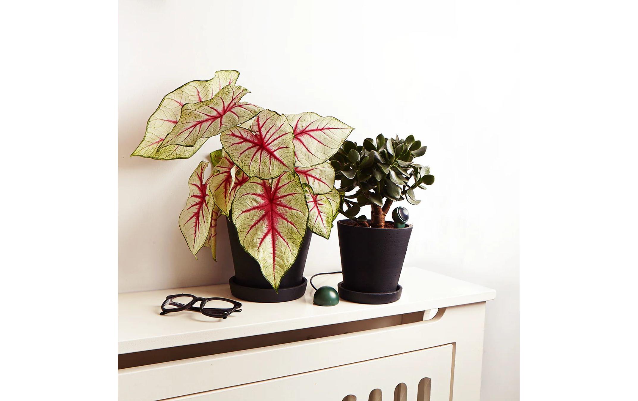 Fyta Tropfer-Set 1 Beam + Wi-Fi Hub