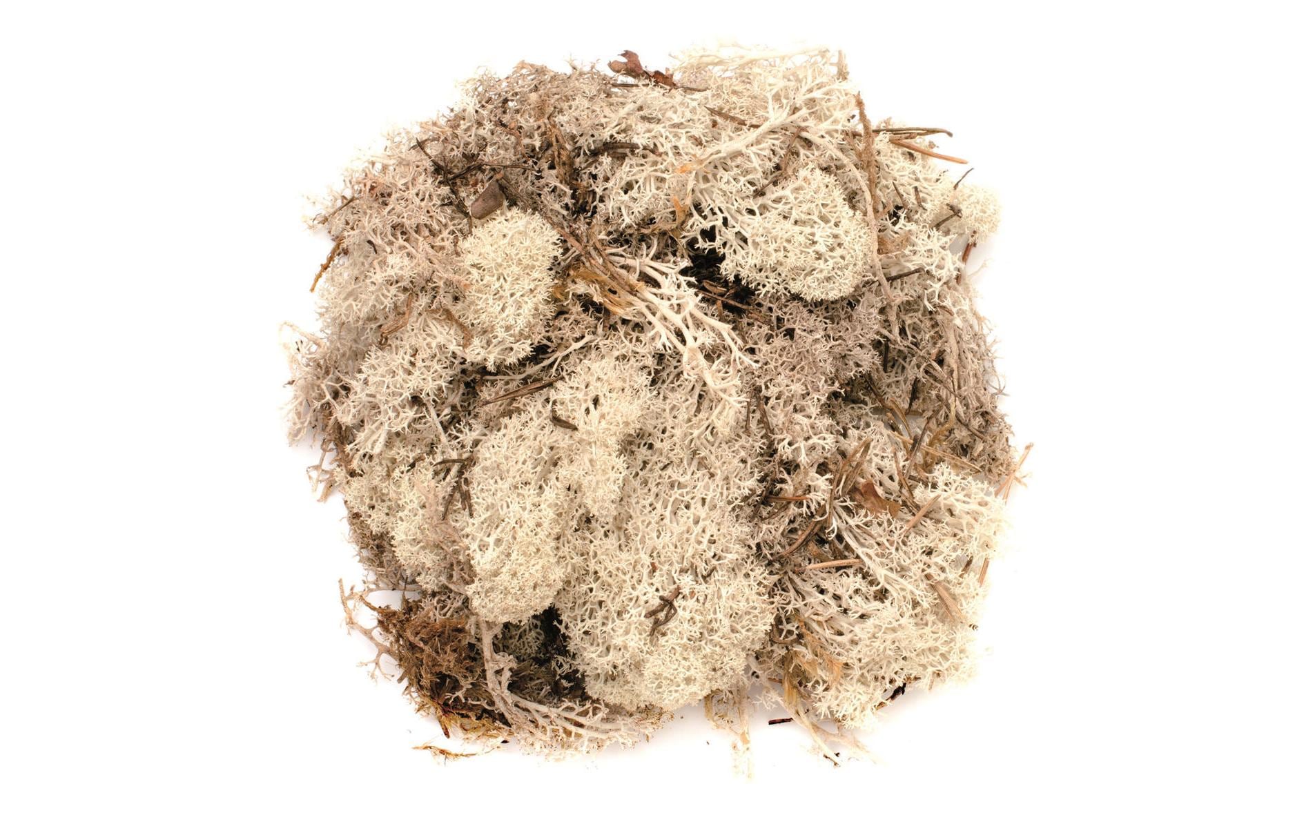 Glorex Moos Island natur Glorex Moos Island natur