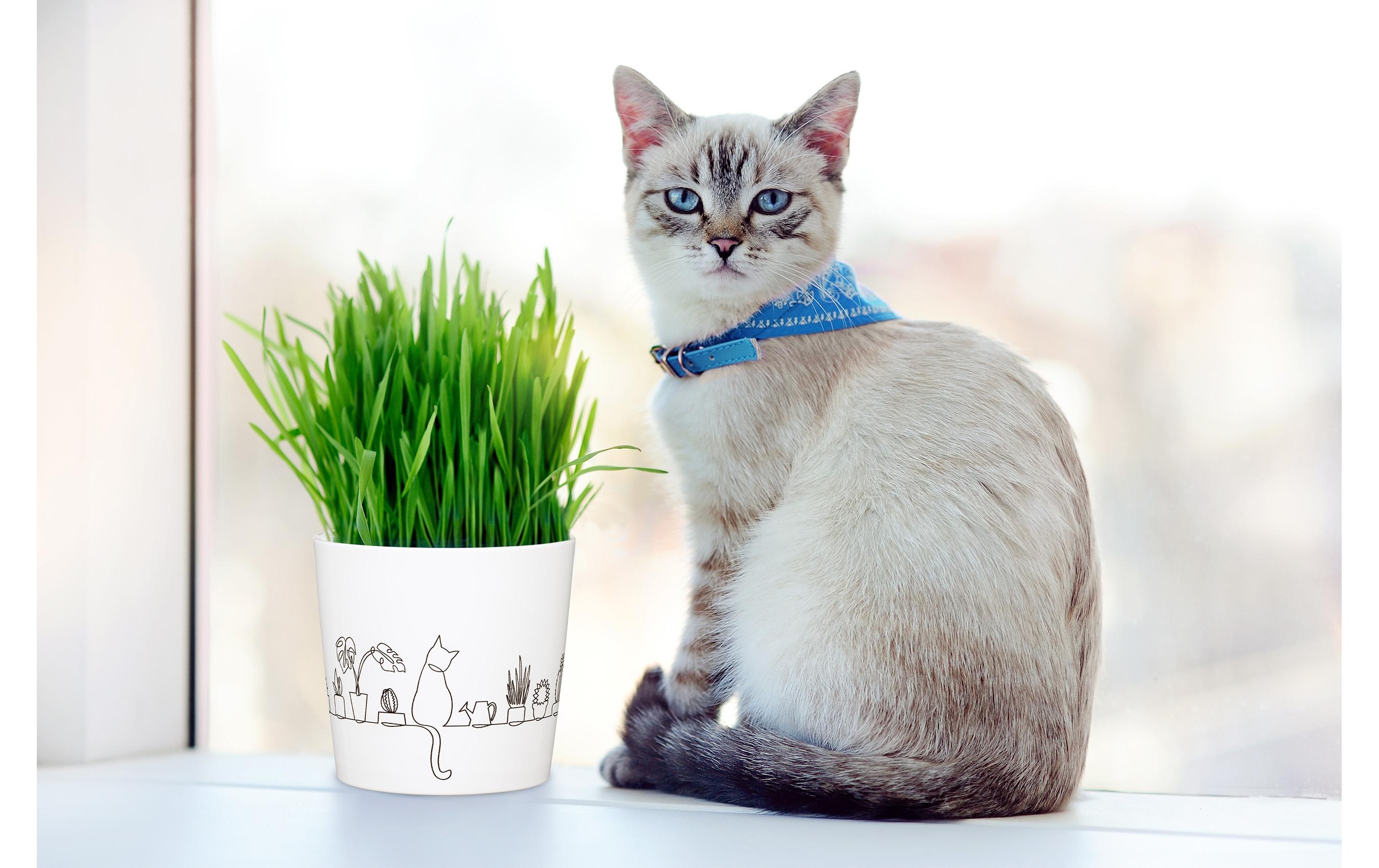 scheurich Blumentopf Catview 12.8 cm, Weiss