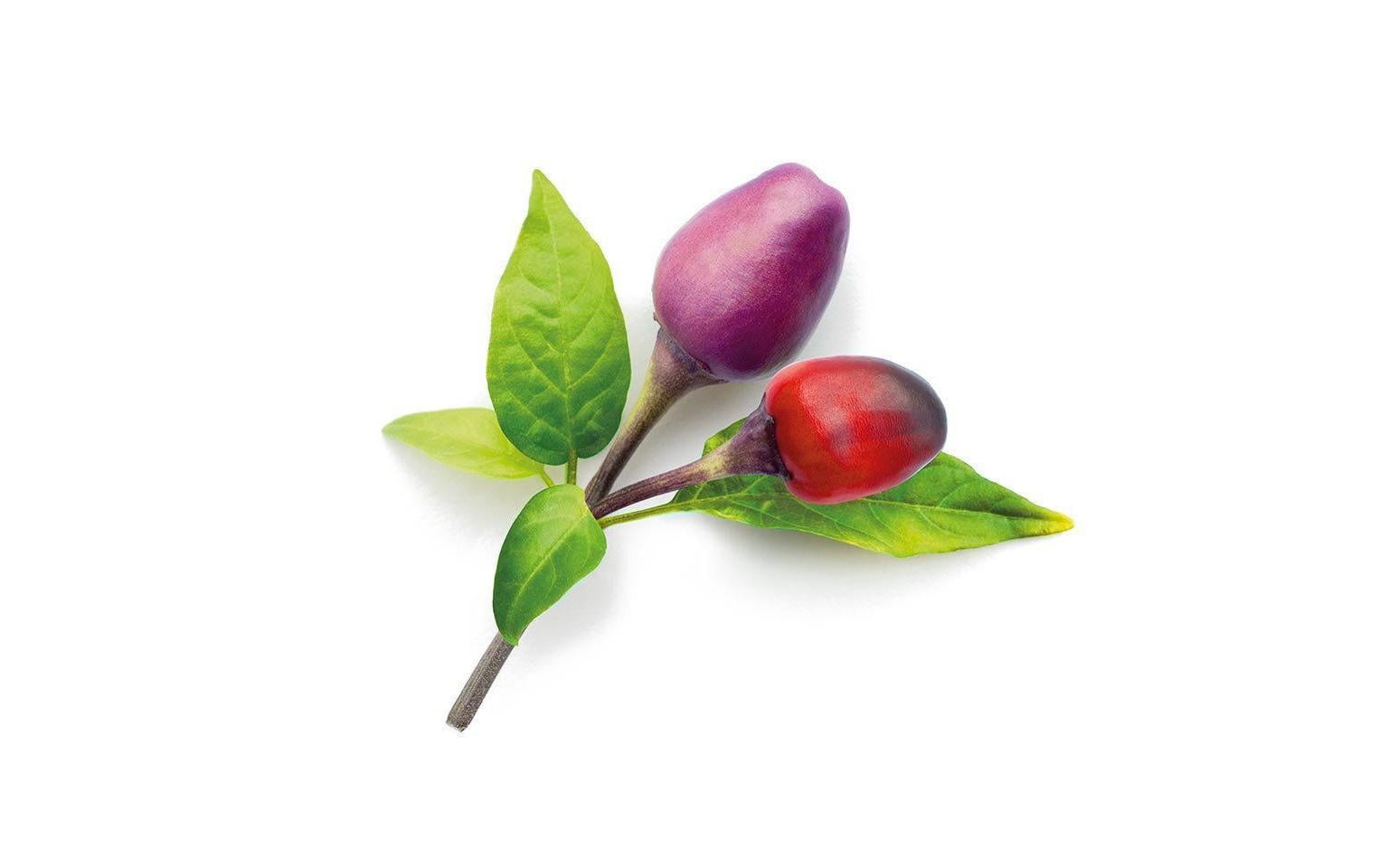 Click and Grow Samen Lila Chilli Nachfüllpackung 3er-Set