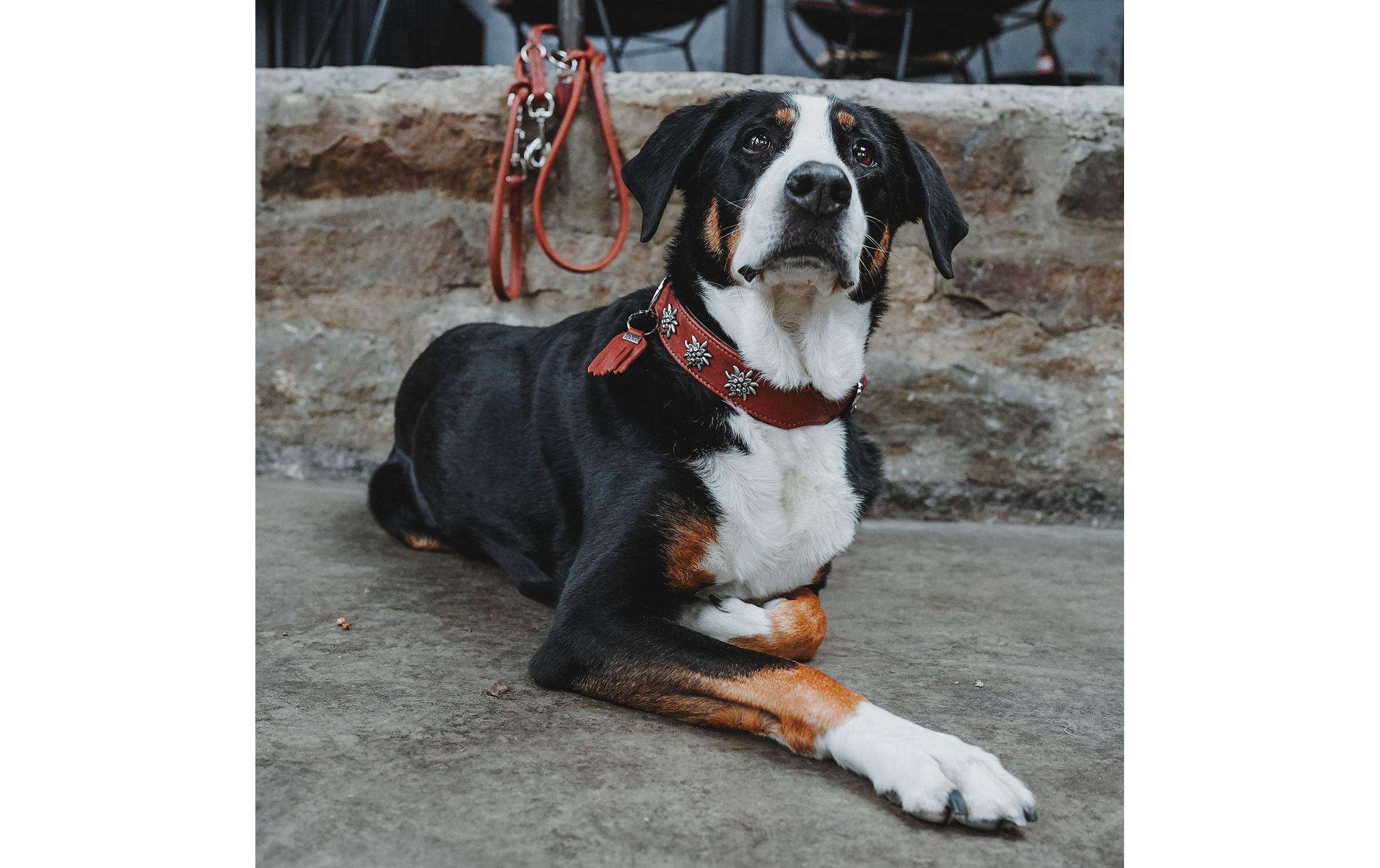 Hunter Halsband München 65/L, Rindsleder, Cognac/Schwarz