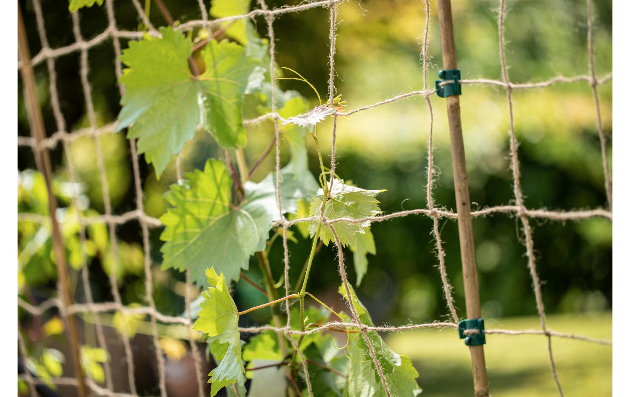 Windhager Rankhilfe Jute, 180 x 250 cm Windhager Rankhilfe Jute, 180 x 250 cm