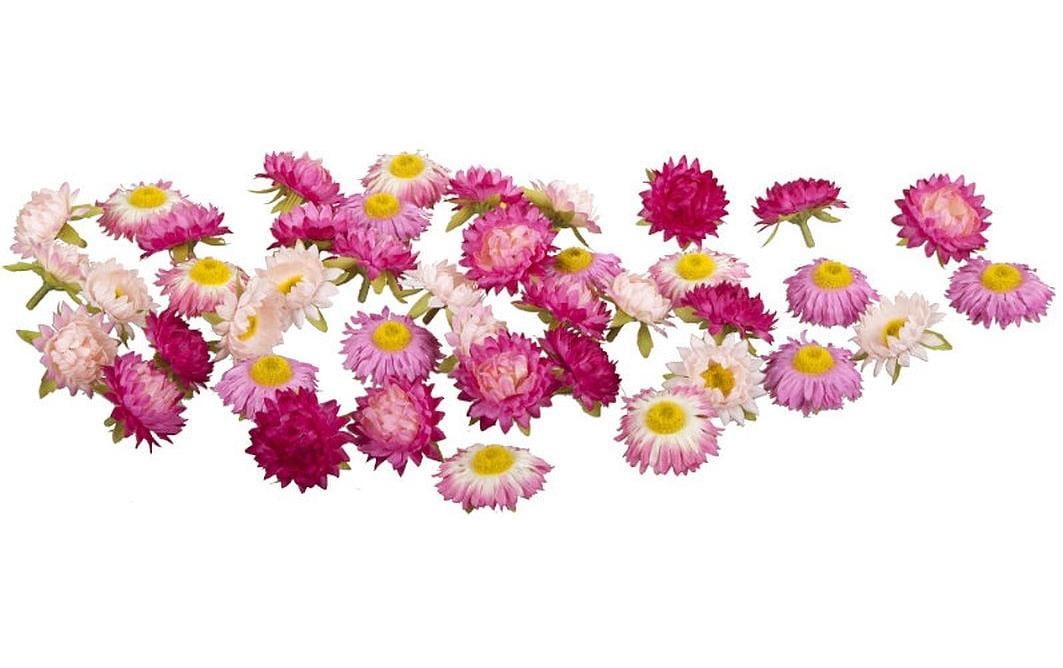 Dekomat AG Kunstblume Strohblüten 36 Stück, Rosa/Pink