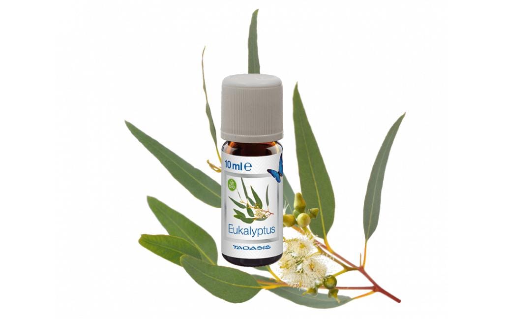 Venta Luftwäscher Duftöl Eukalyptus, 3 x 10 ml