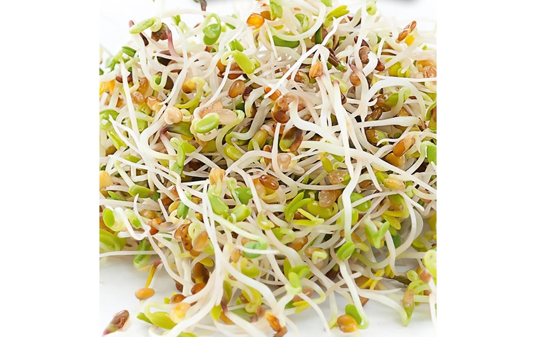 Gusta Garden Samen Microgreens Alfalfa HARRY HERBS Gusta Garden Samen Microgreens Alfalfa HARRY HERBS