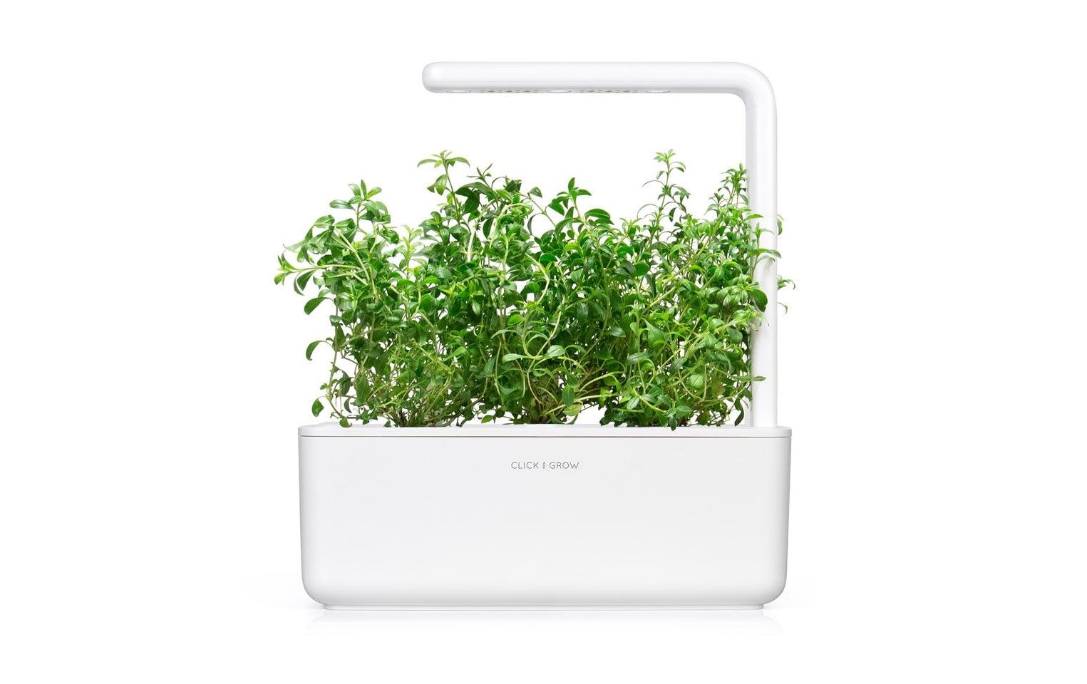 Click and Grow Samen Bergbohnenkraut, 3er-Pack
