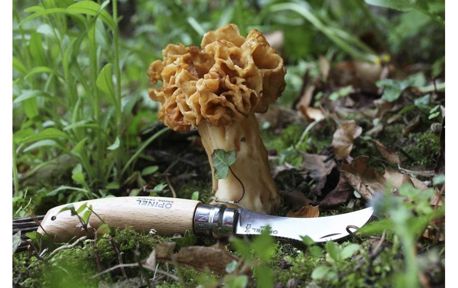 opinel Pilzmesser N°8 Beechwood