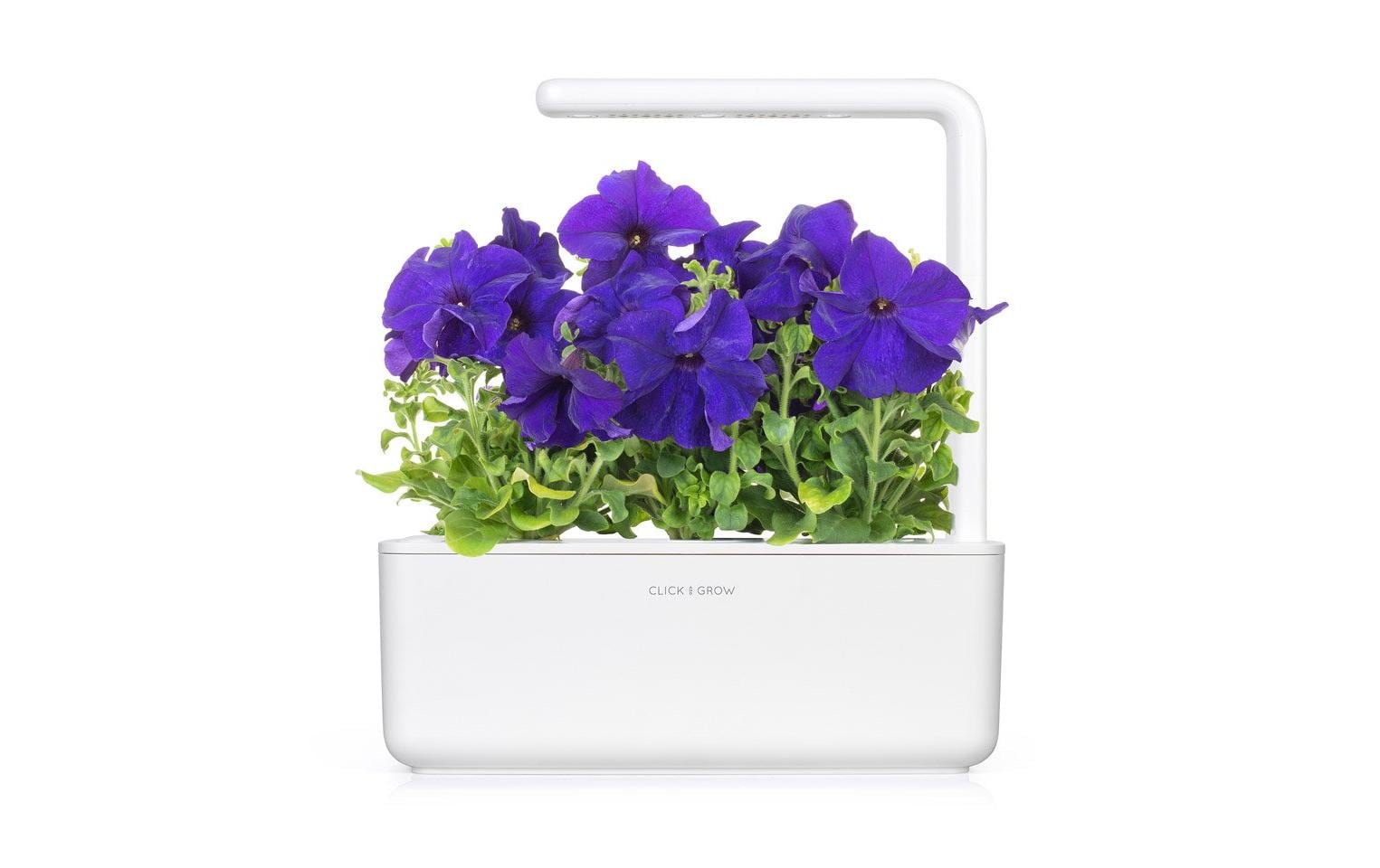 Click and Grow Saatgut Blaue Petunie 3er-Pack