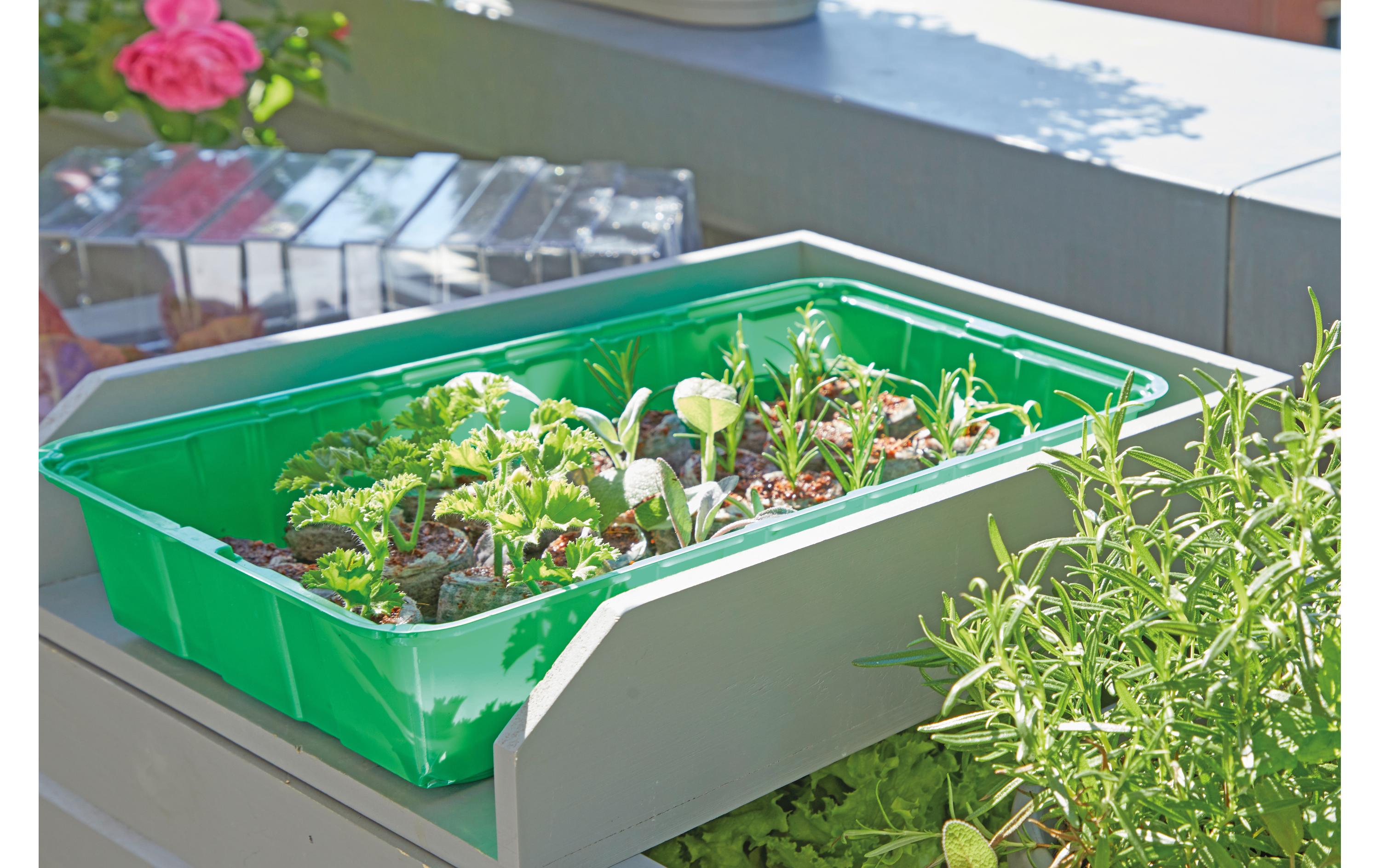 Romberg Anzuchthaus M PLUS COCO + 28 Kokos-Quelltabletten